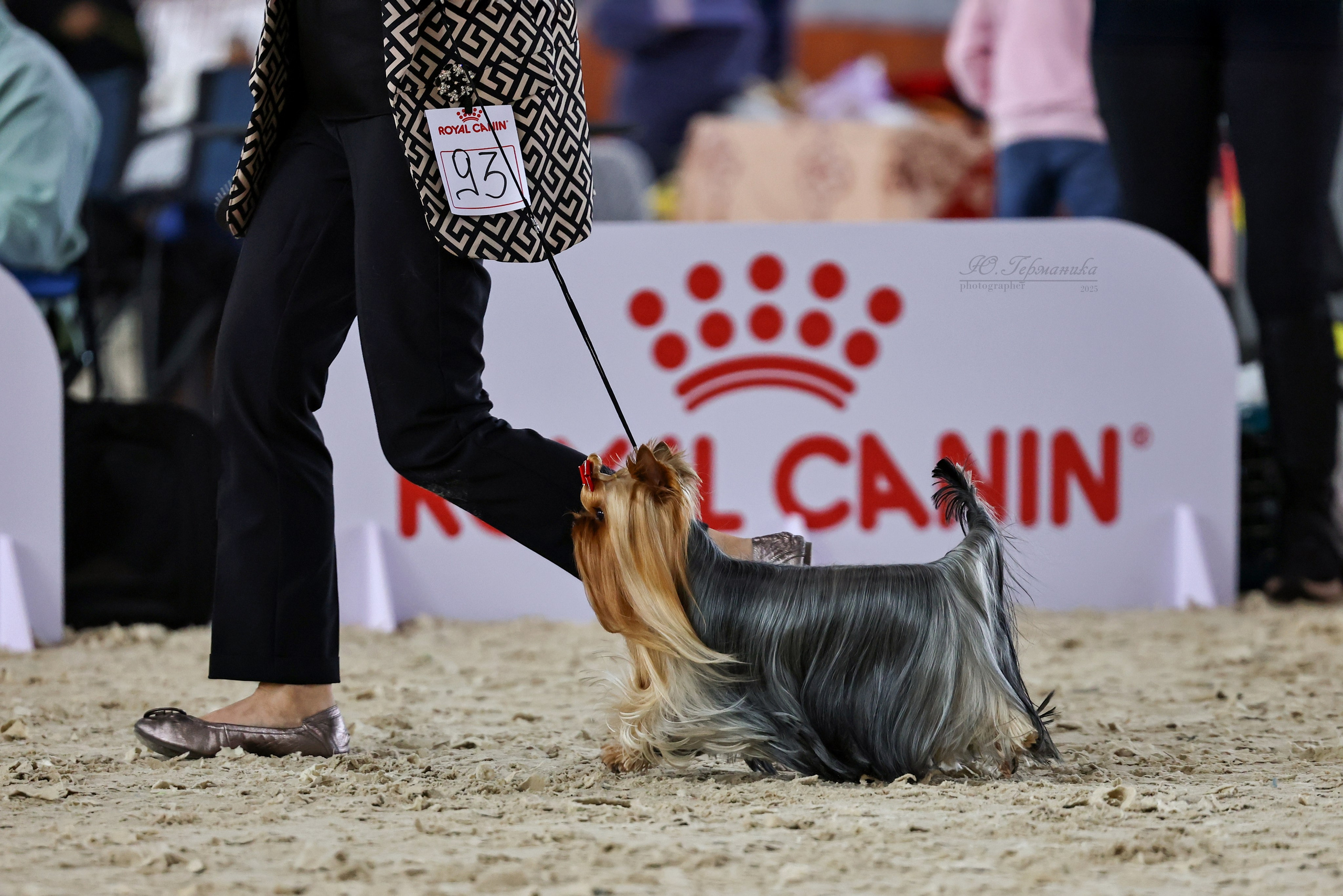 Астана 2хCACIB 26-28.09.2025. Фотограф-анималист Юлия Германика