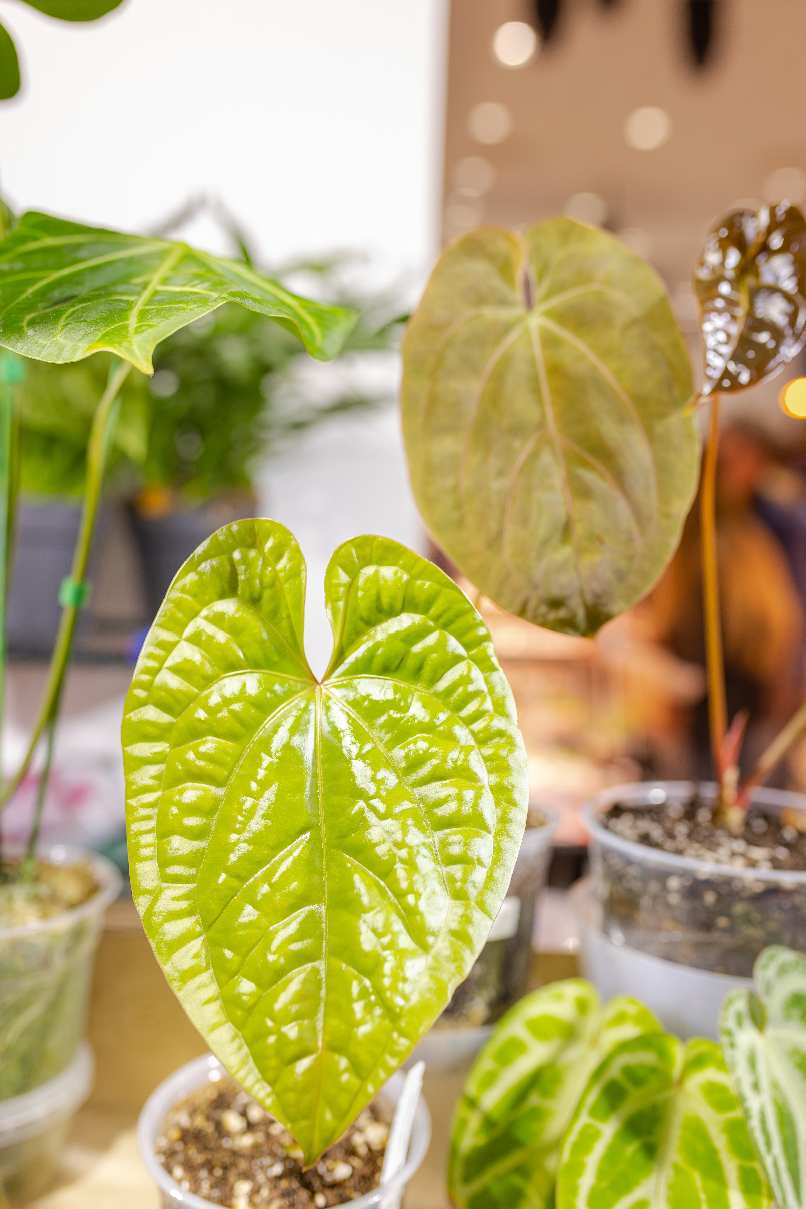 Монстериум апрель 2026. Александра Куликова фотограф, Москва