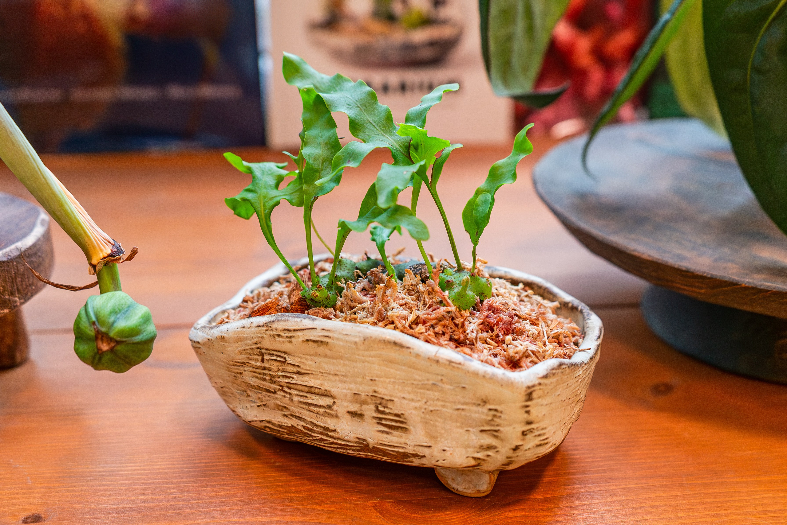 Make more plants. Александра Куликова фотограф, Москва