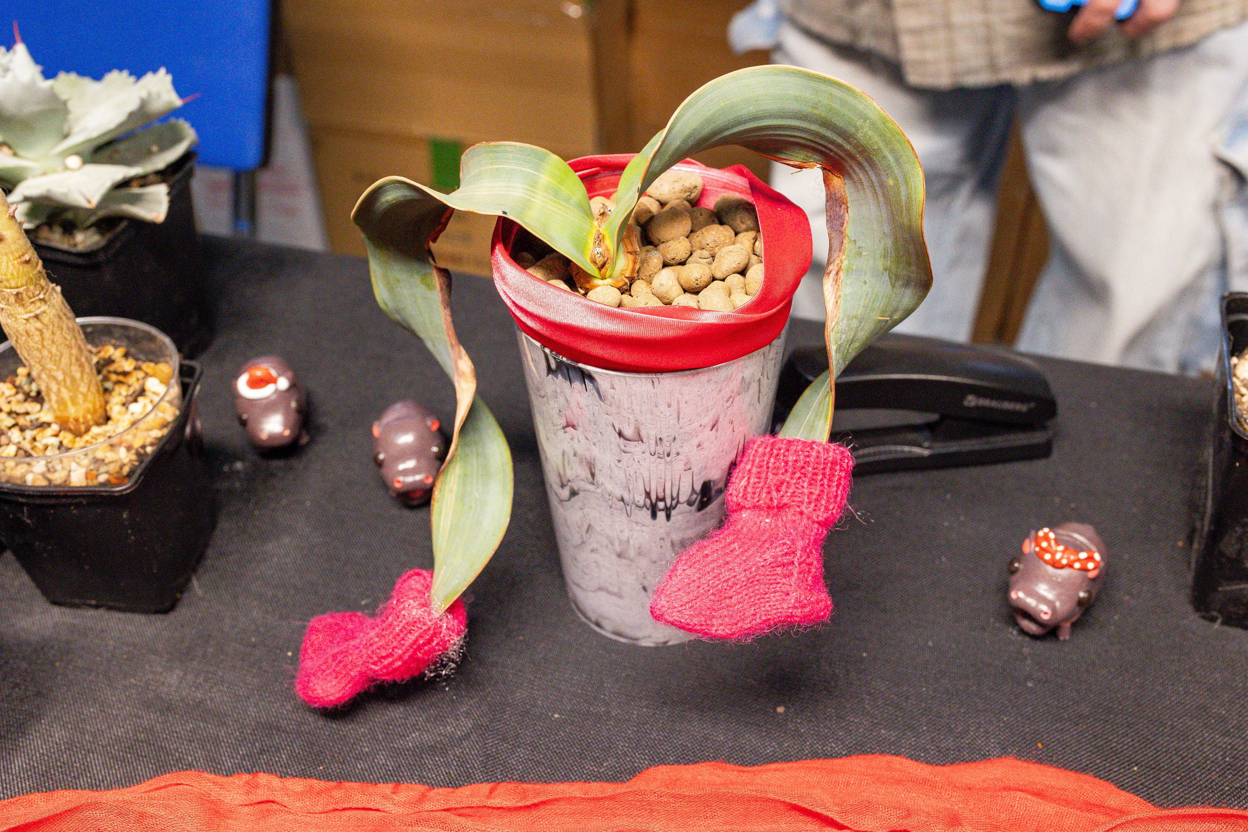 Монстериум апрель 2025. Александра Куликова фотограф, Москва