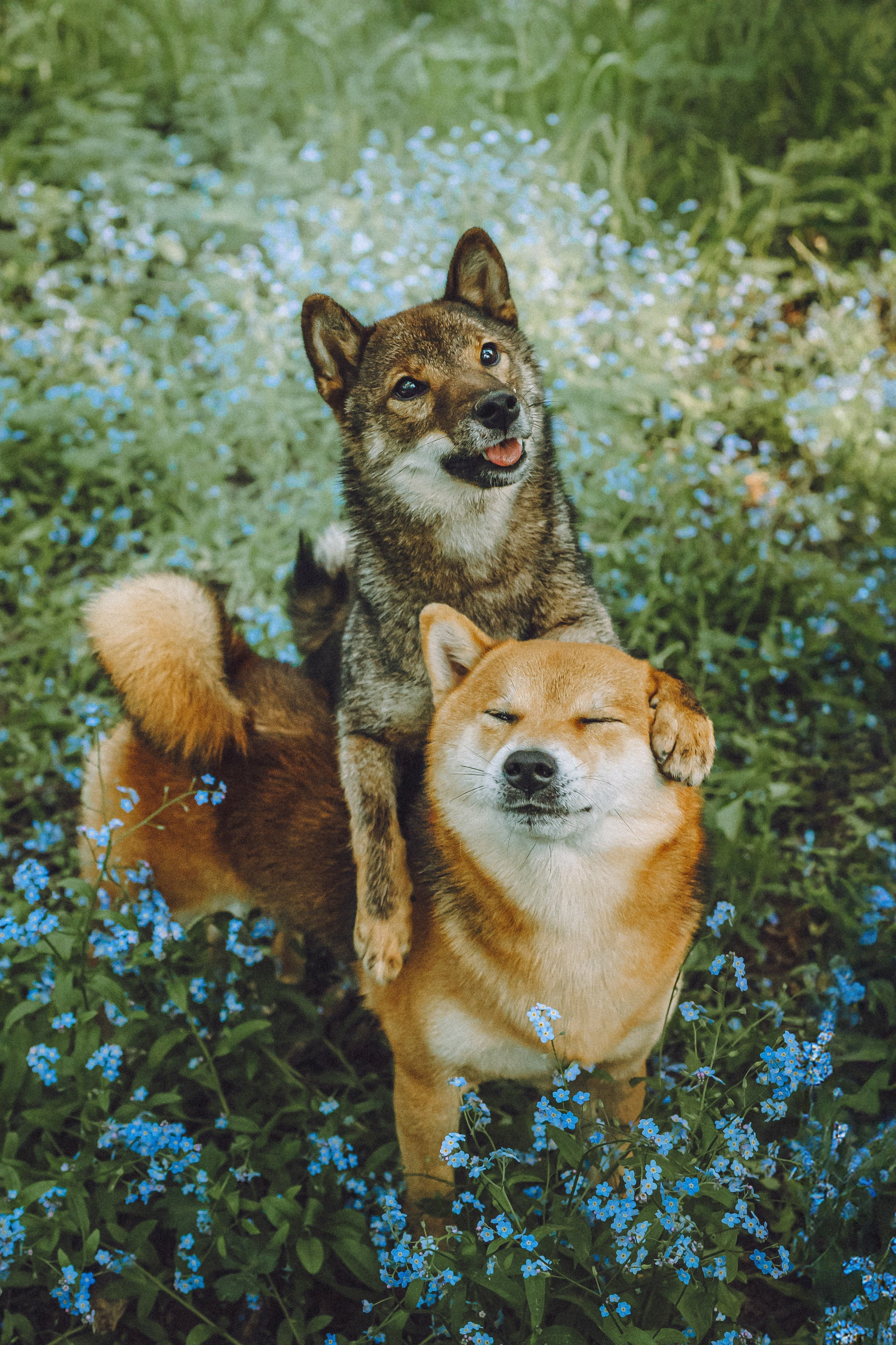 Шед, Цири, Чиби, Цера и их семья