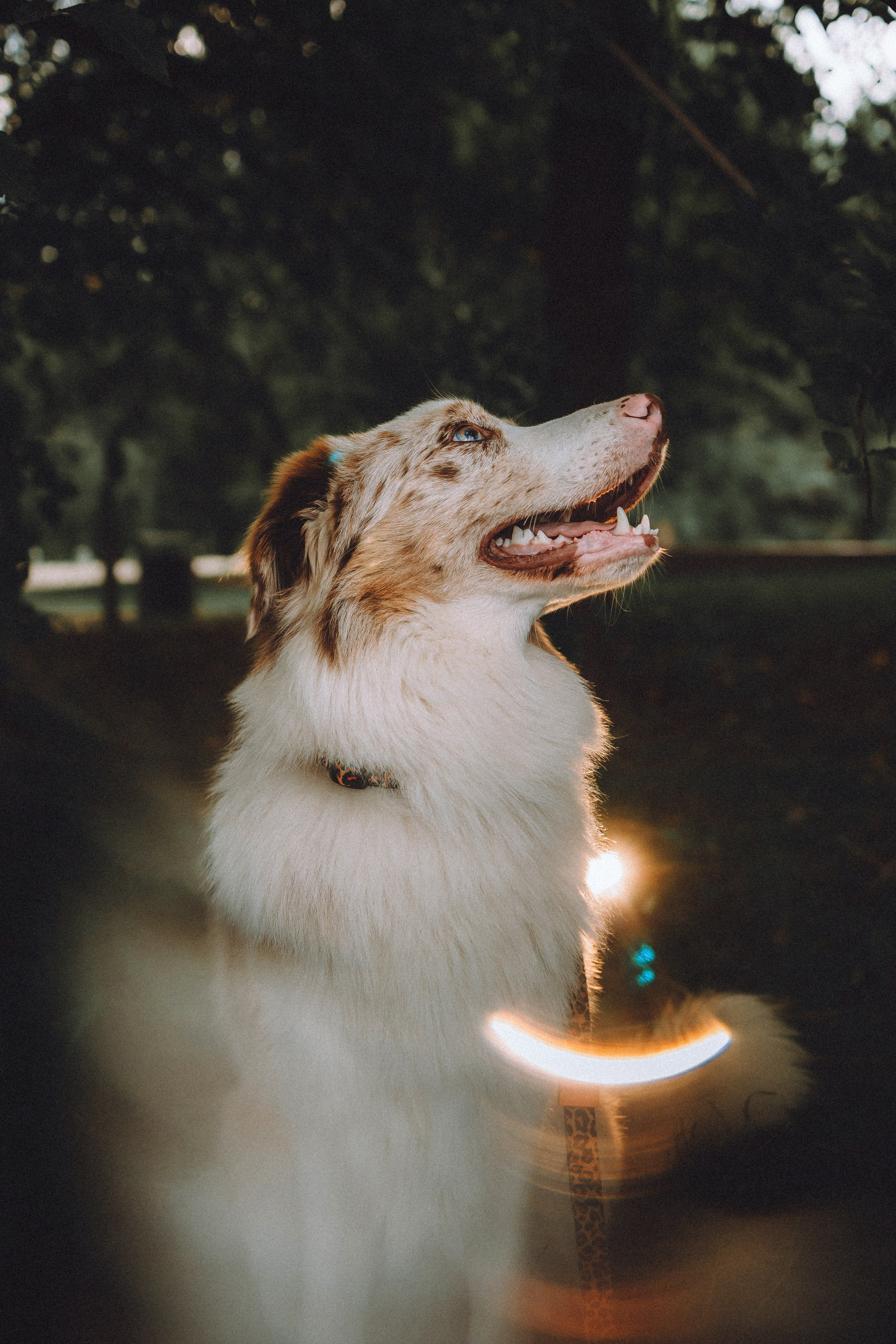 Один и его семья