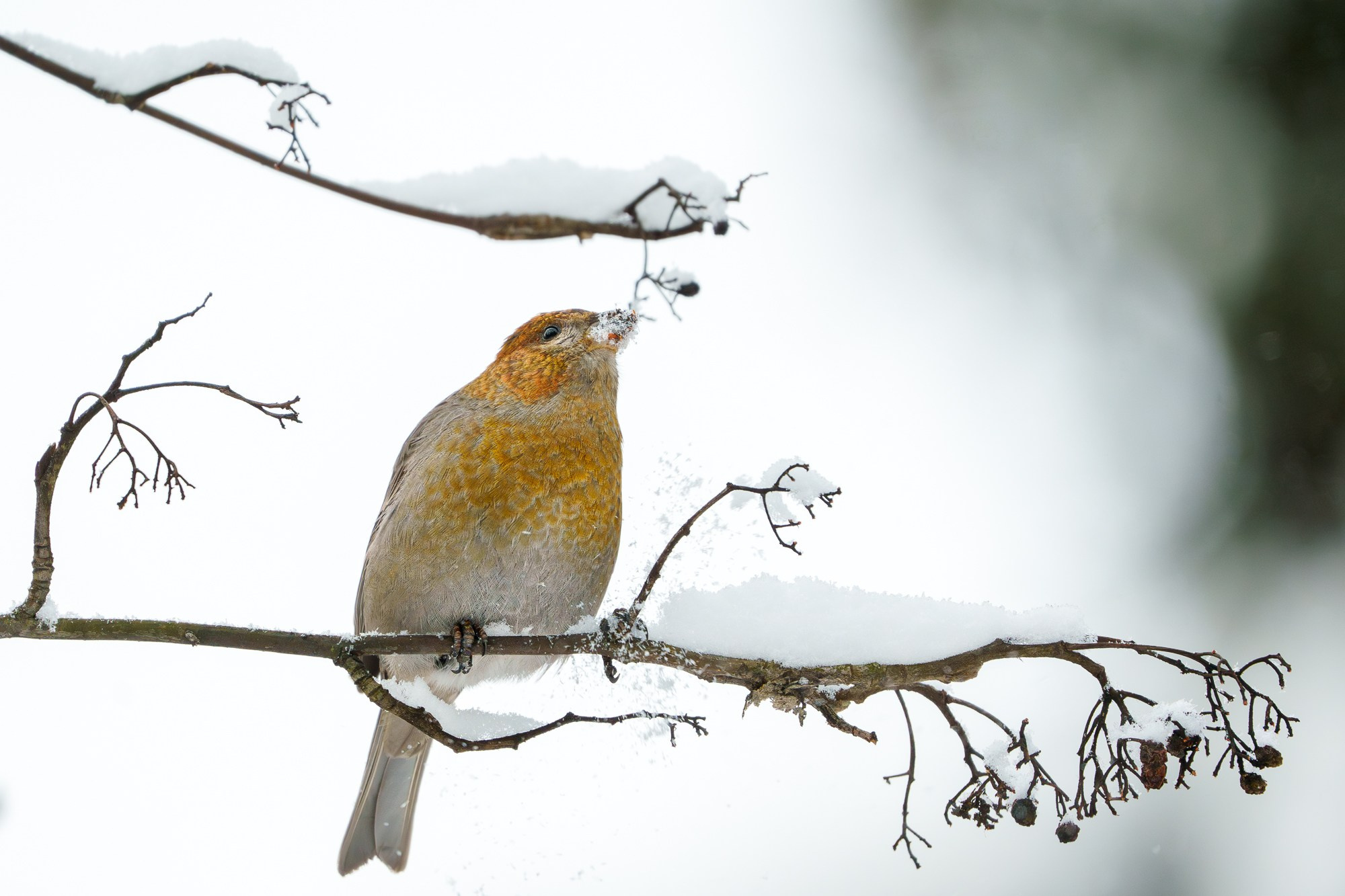 Удивительные мир птиц. Вокруг нас столько прекрасного — присмотритесь!. Ваш личный фотограф Марина Волкова