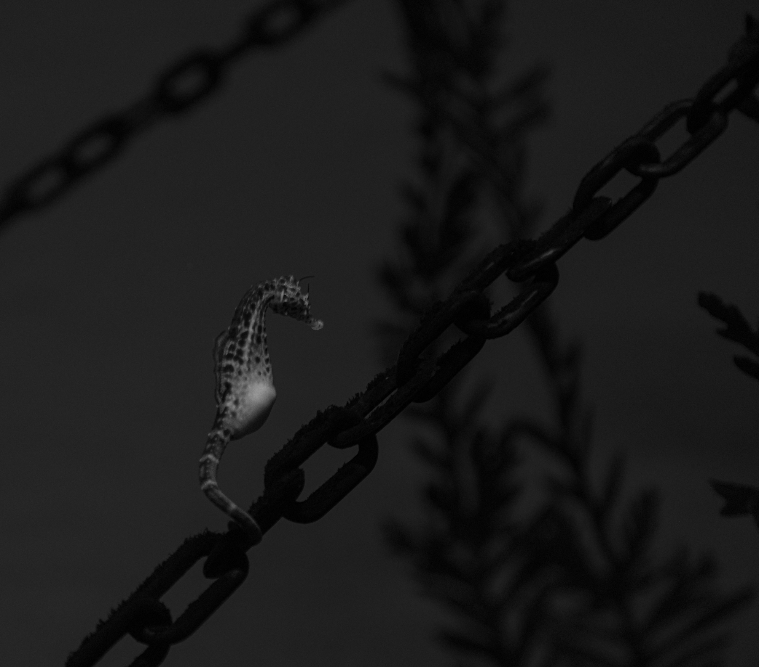 BLACK & WHITE. Art Рhotographer