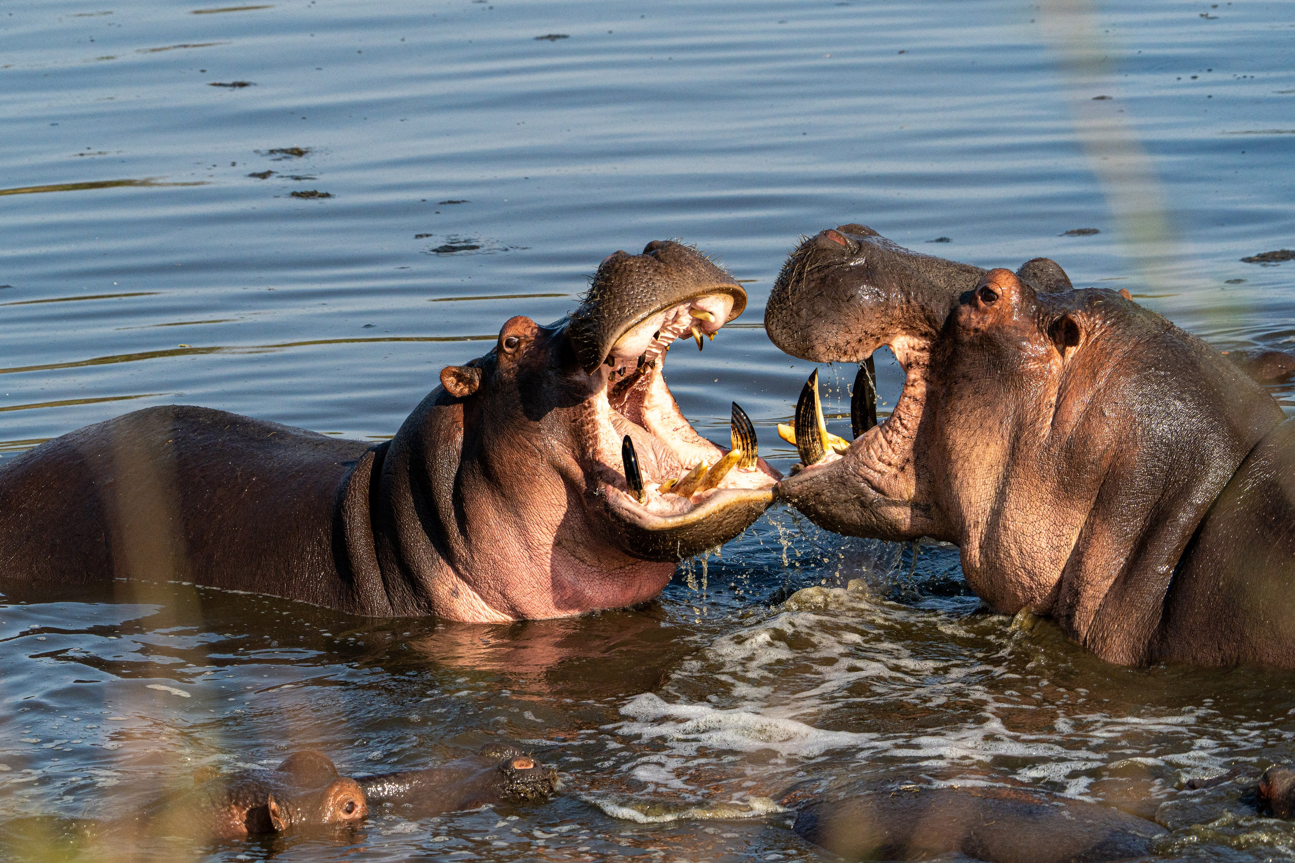 Танзания, сафари, 2025. Творческие сьемки