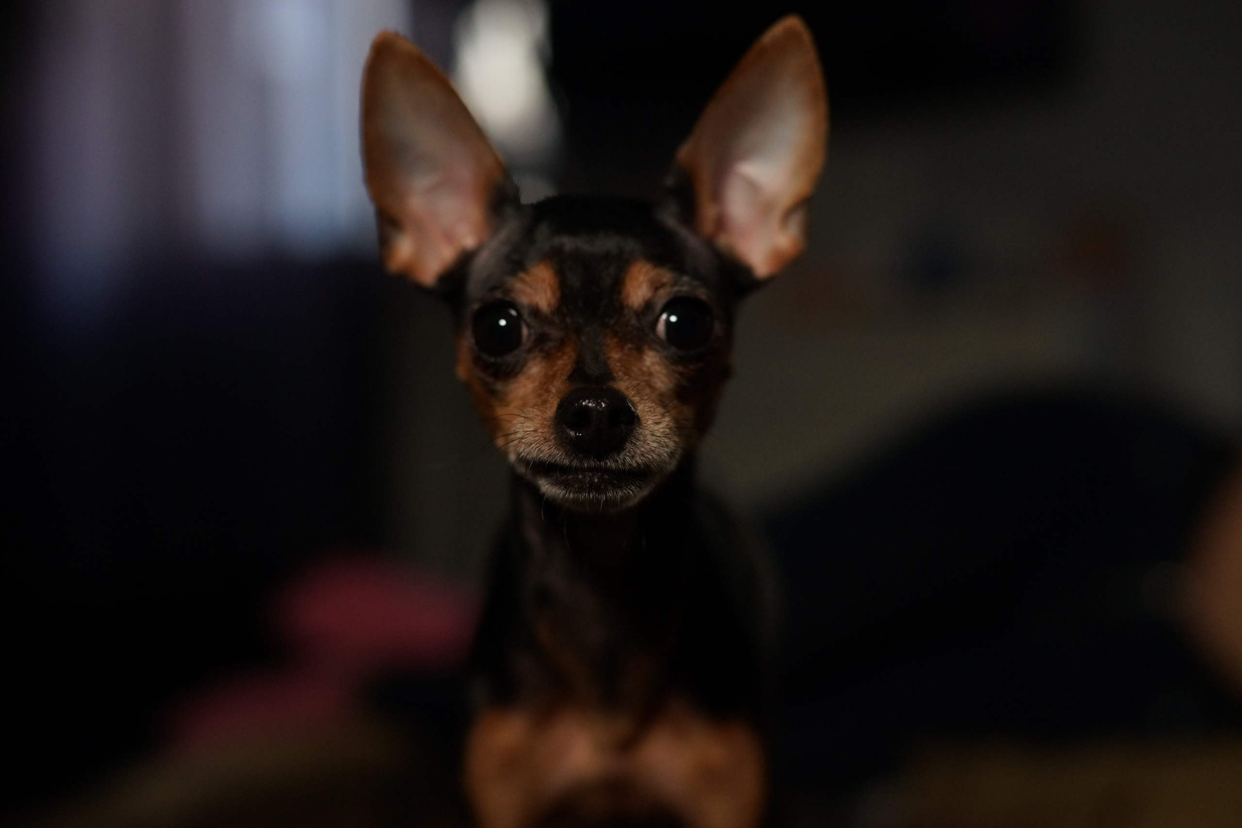 Домашняя фотосессия. Ольга Плаксина фотограф в Саратове