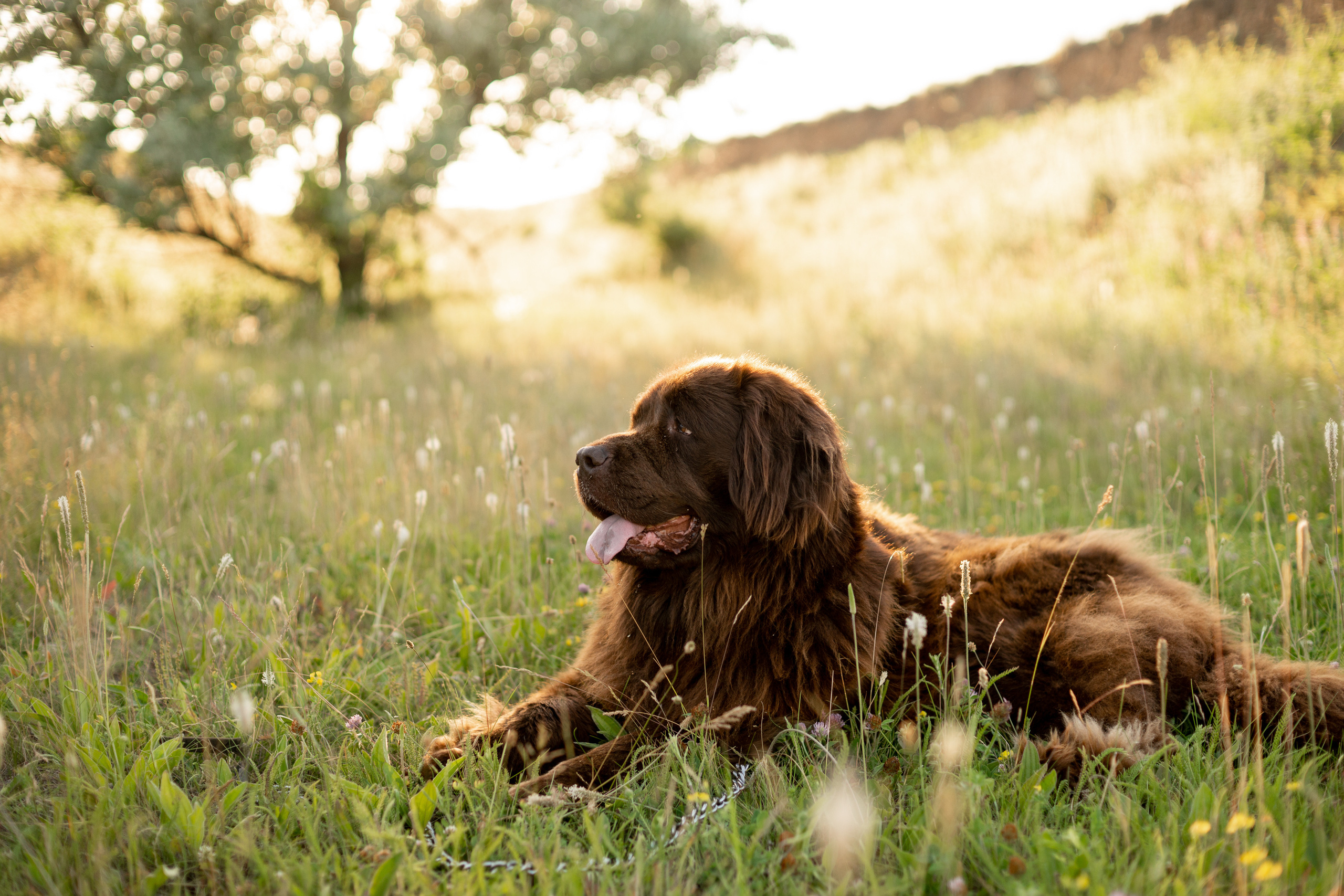 Аня, Вячеслав и дочки Соня и Лера. Ольга Плаксина фотограф в Саратове