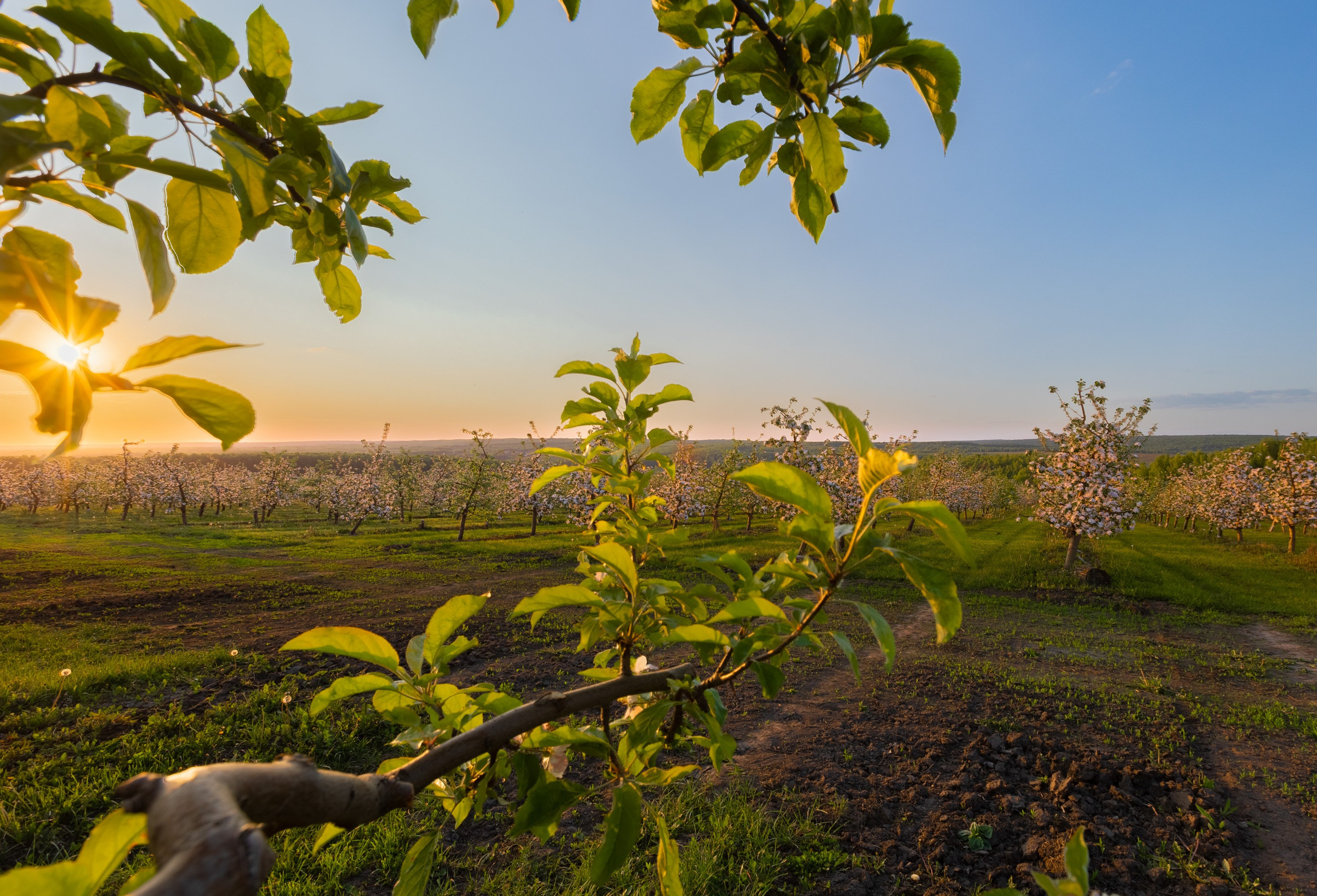 Яблоневые сады. Крапивна. Пейзажная и архитектурная фотография в Туле, Татьяна Silva