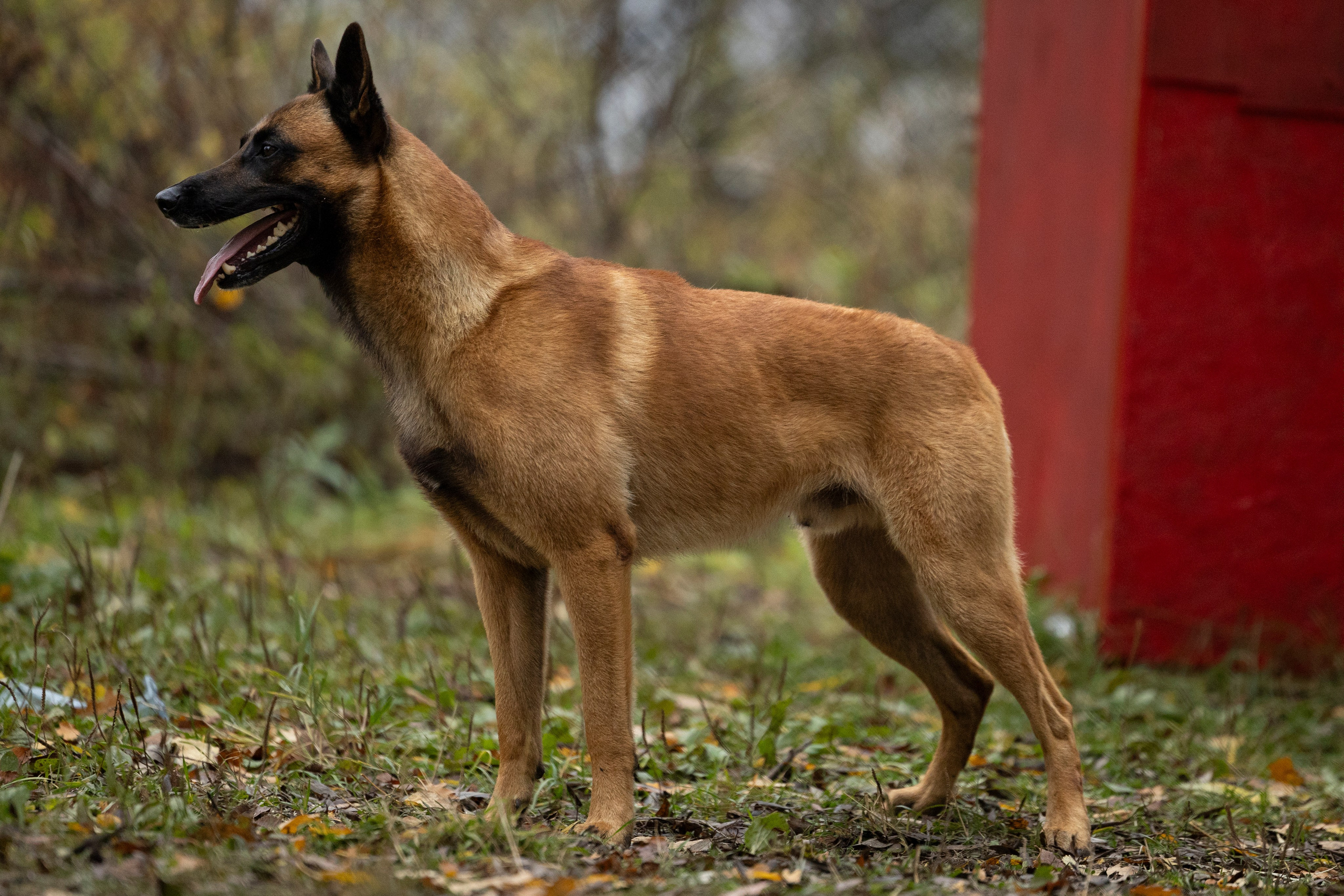 Соревнования по Мондьорингу г. Вологда. Фотограф-анималист Анна Маринич
