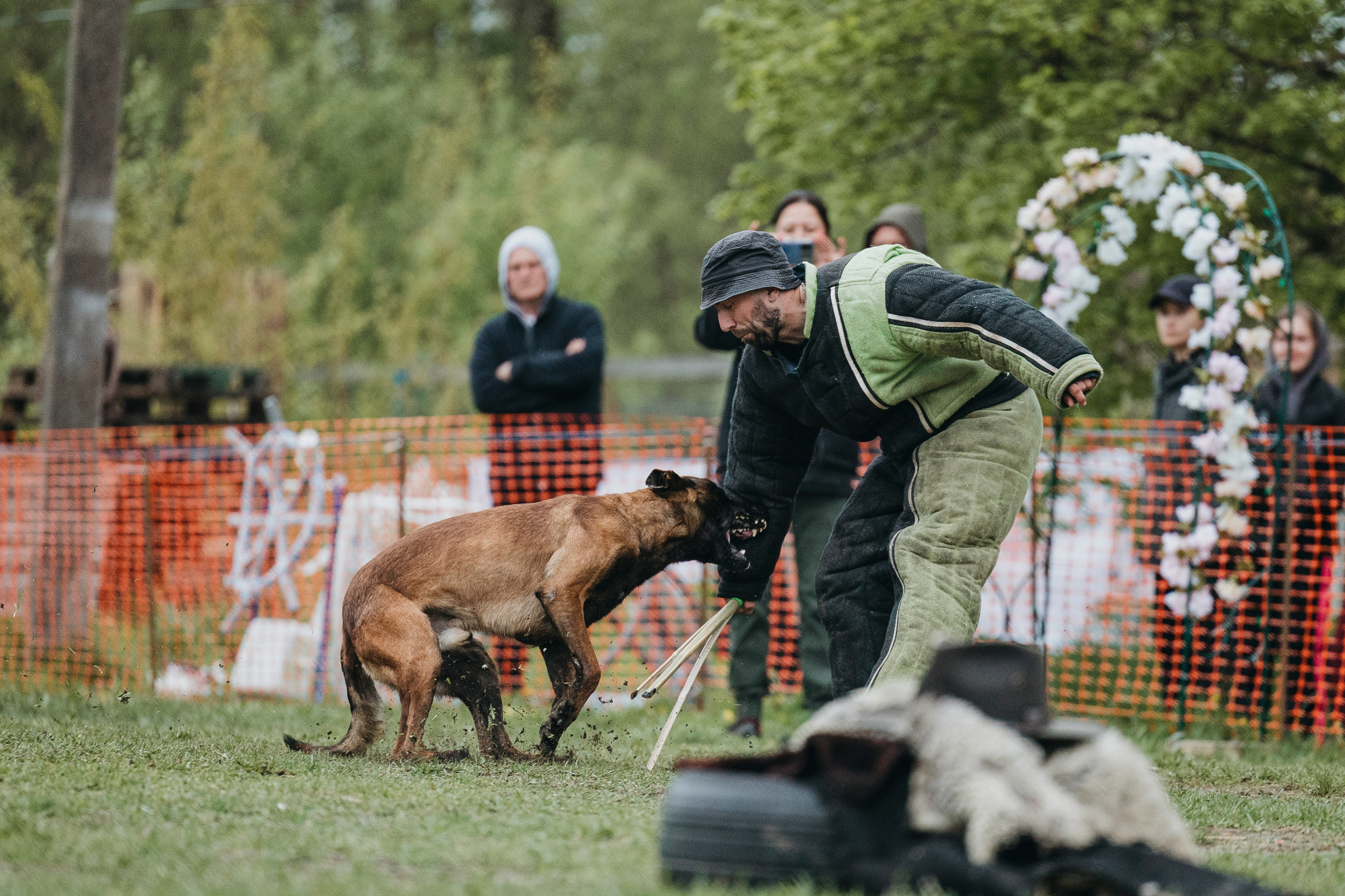26.05.25 г. Пушкин квалификационные соревнования. Фотограф-анималист Анна Маринич