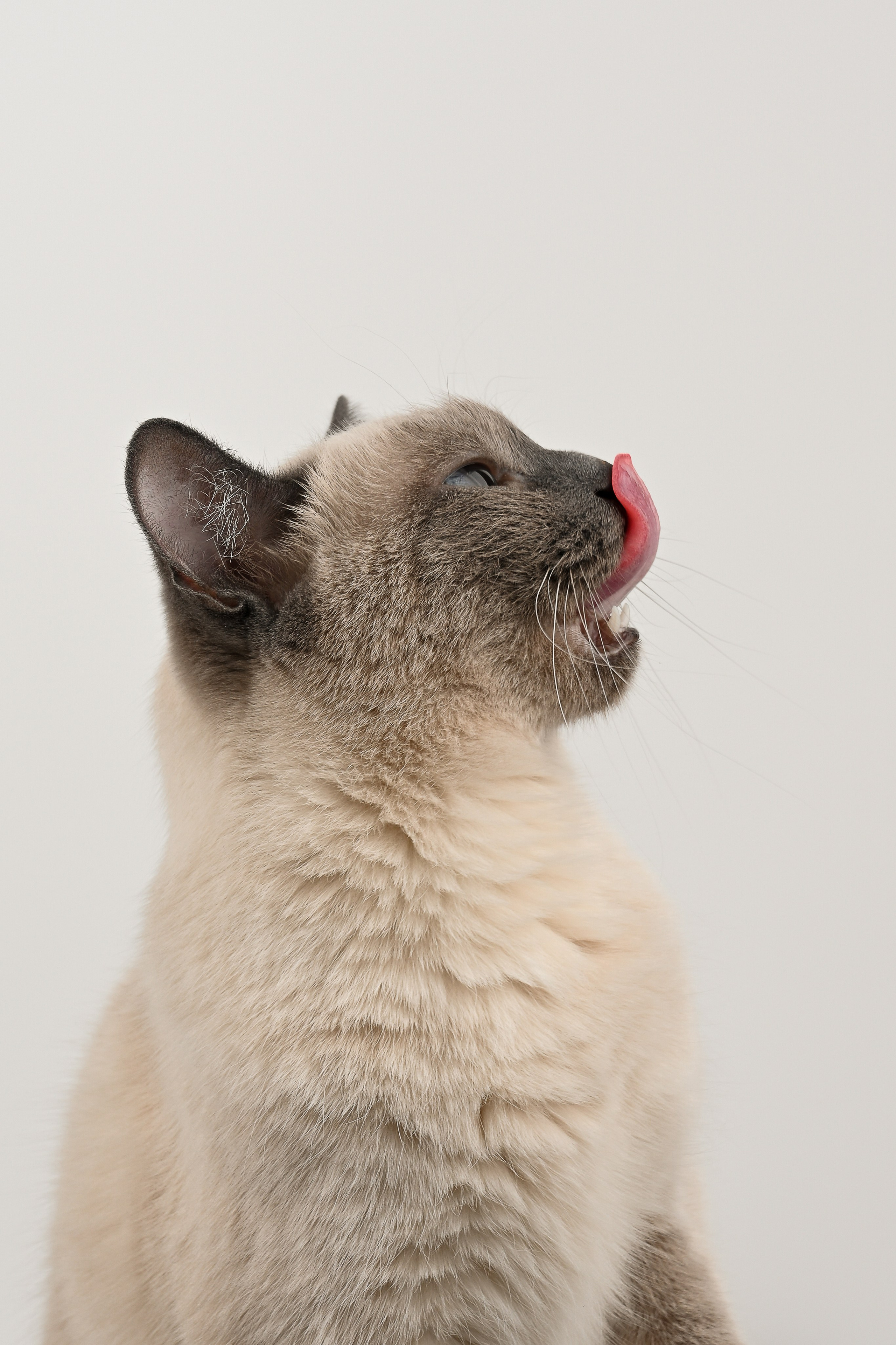 О нешей Снежке. Полина Бамбиза фотограф фотосессии Красноярск фотокниги портрет