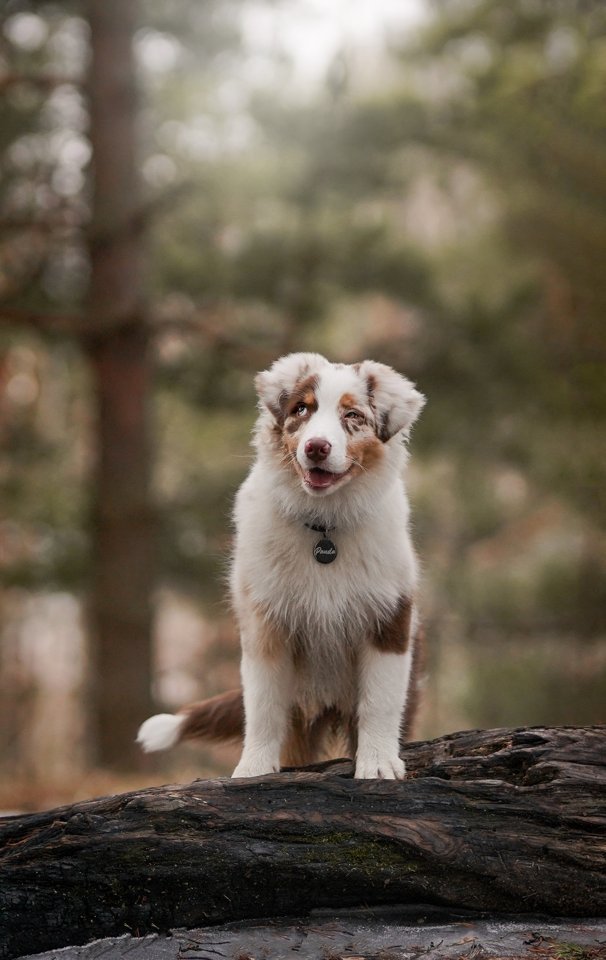 Панда и Эста. Фотограф-анималист в Санкт-Петербурге Яна Мартынова
