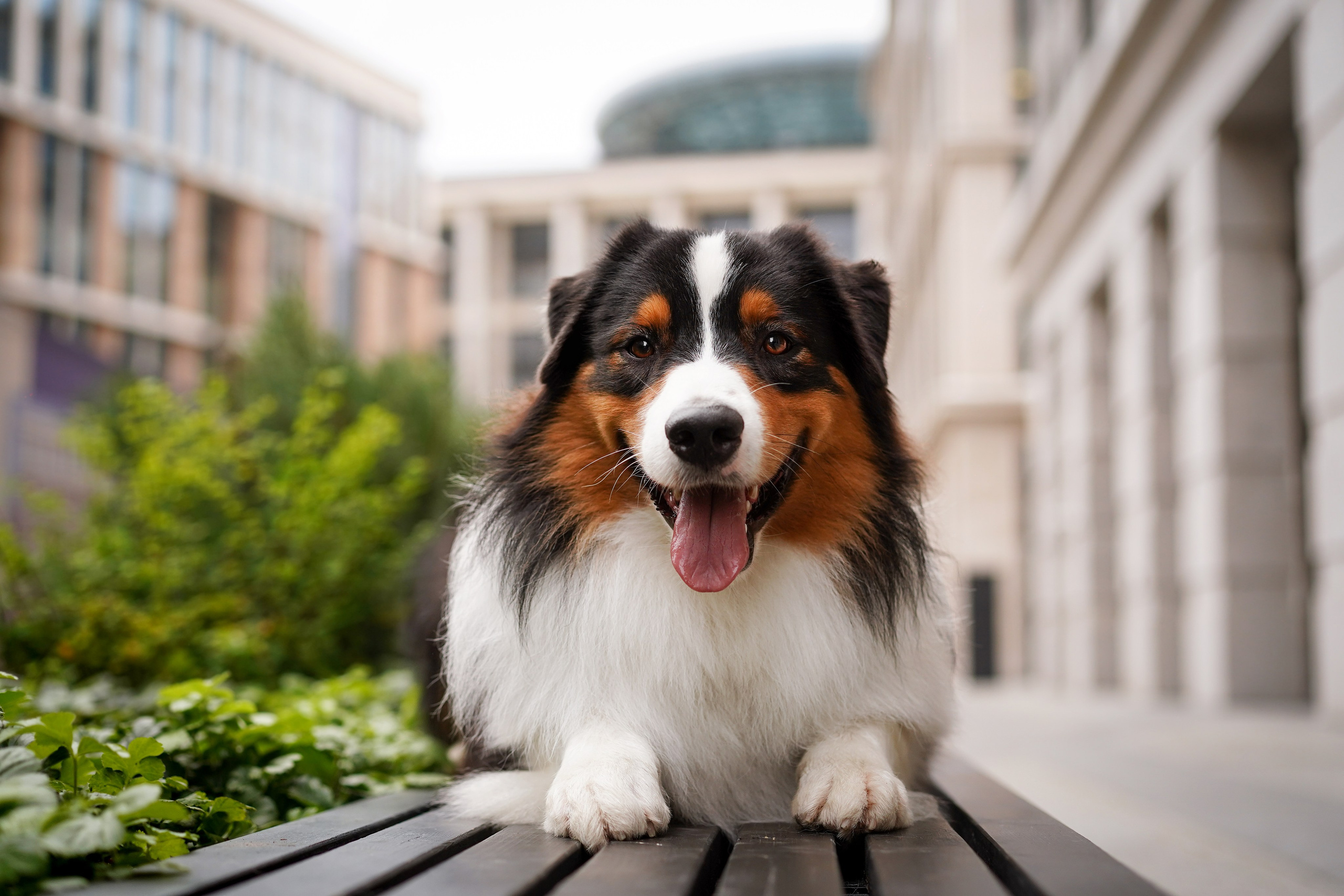 Кристина Катя Гермиона и Бэст. Фотограф-анималист в Санкт-Петербурге Яна Мартынова