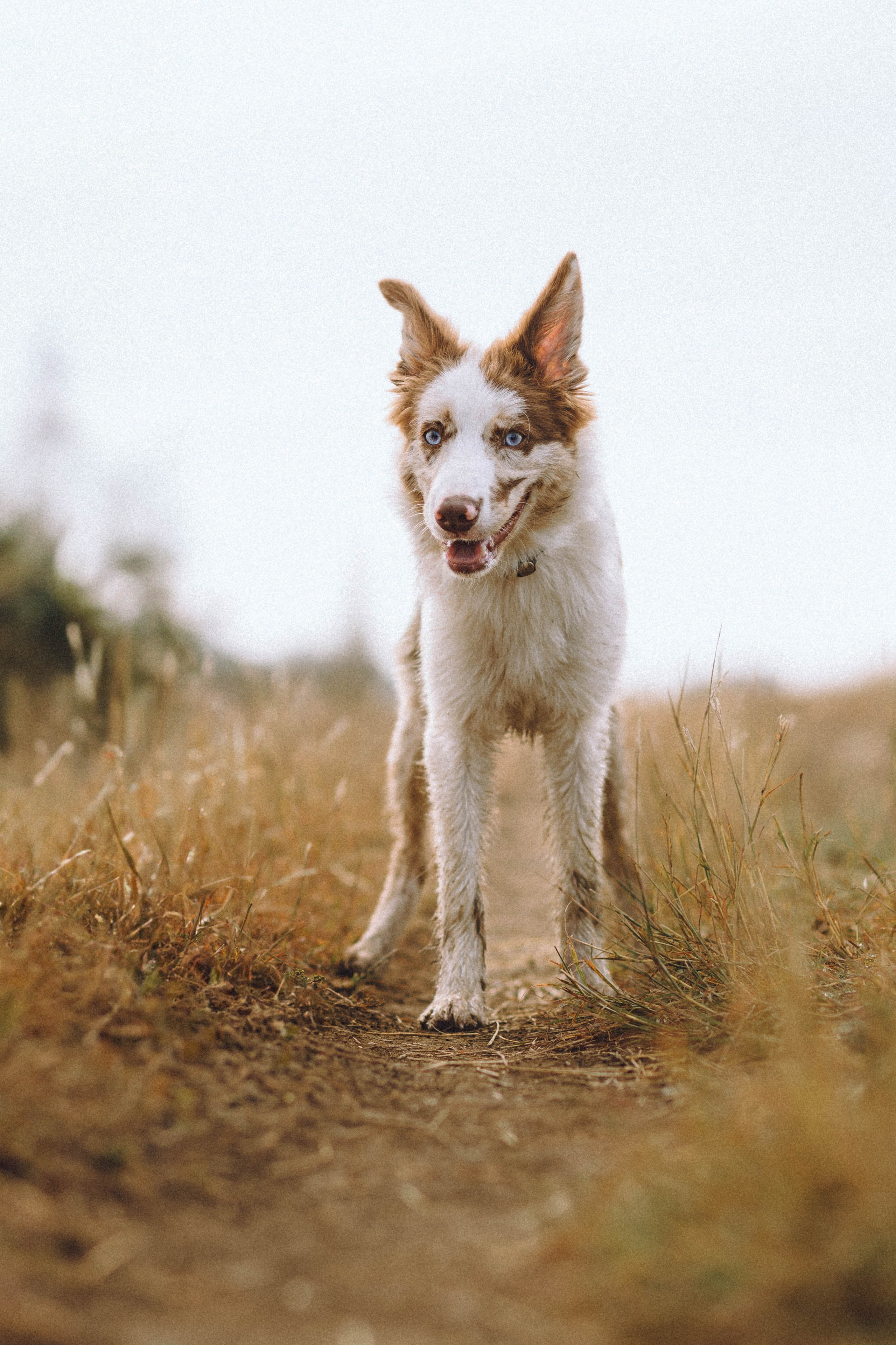 Оля, Саша и Айко