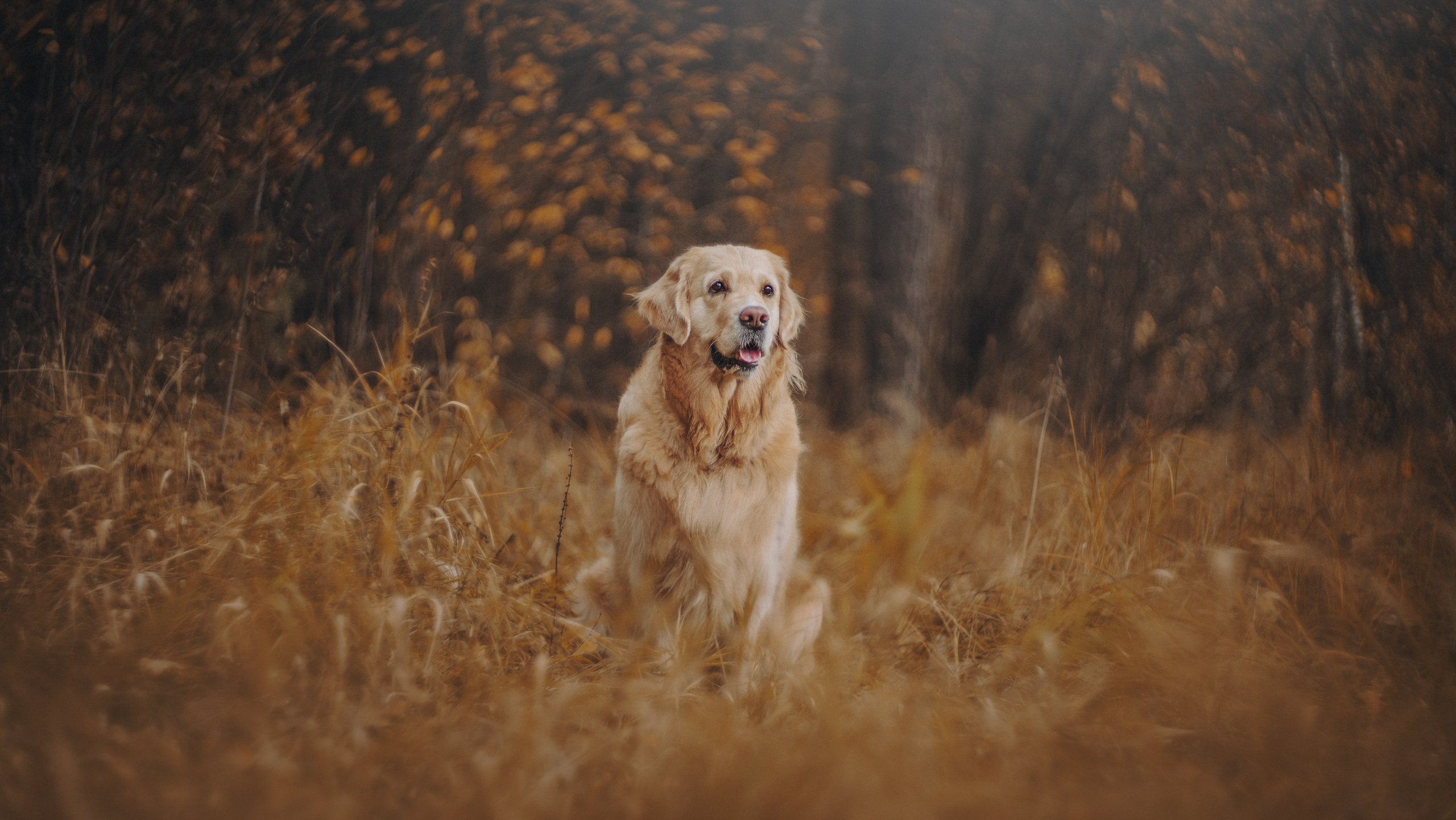 Анастасия и Айза. Фотограф анималист в Москве и Санкт-Петербурге Свиридова Анна