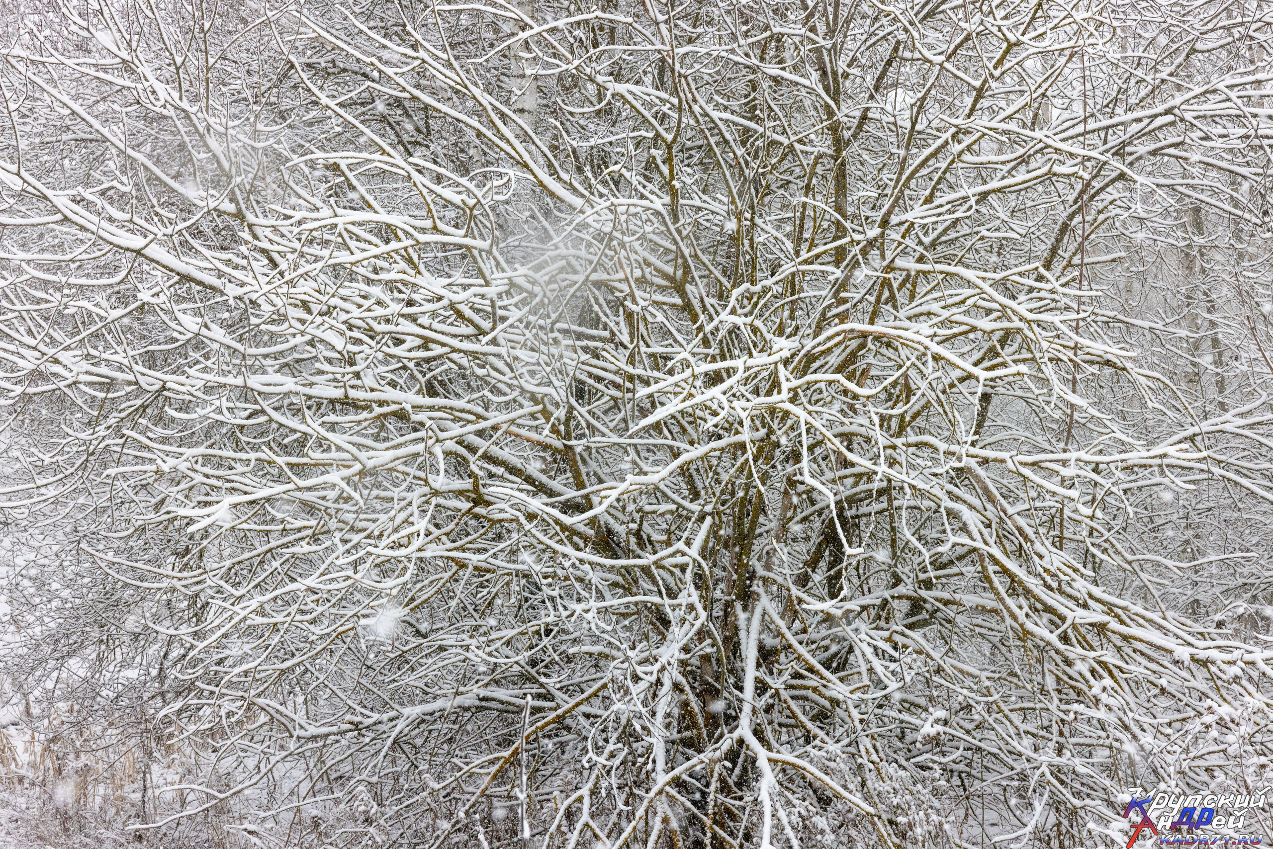 И снова Басово-Прудный. Фотограф в Туле Крупский АнДРей. Фотостудия «КАДР71» в Туле