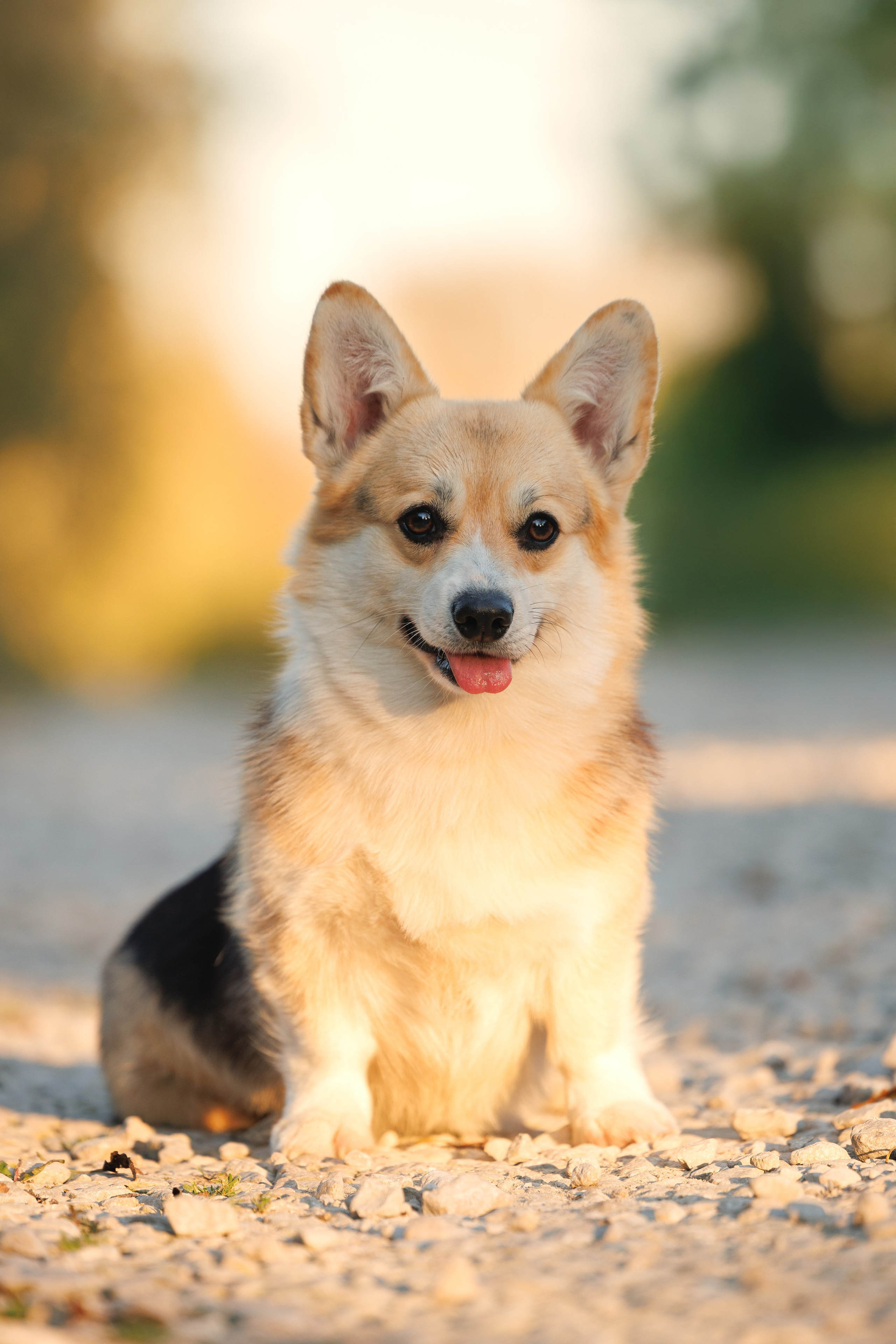 Портфолио: Фотосъёмка собак в Москве и области — авторские образы. Фотограф-анималист и бренд-фотограф в Москве | Фотография собак, людей, бизнес-портрет