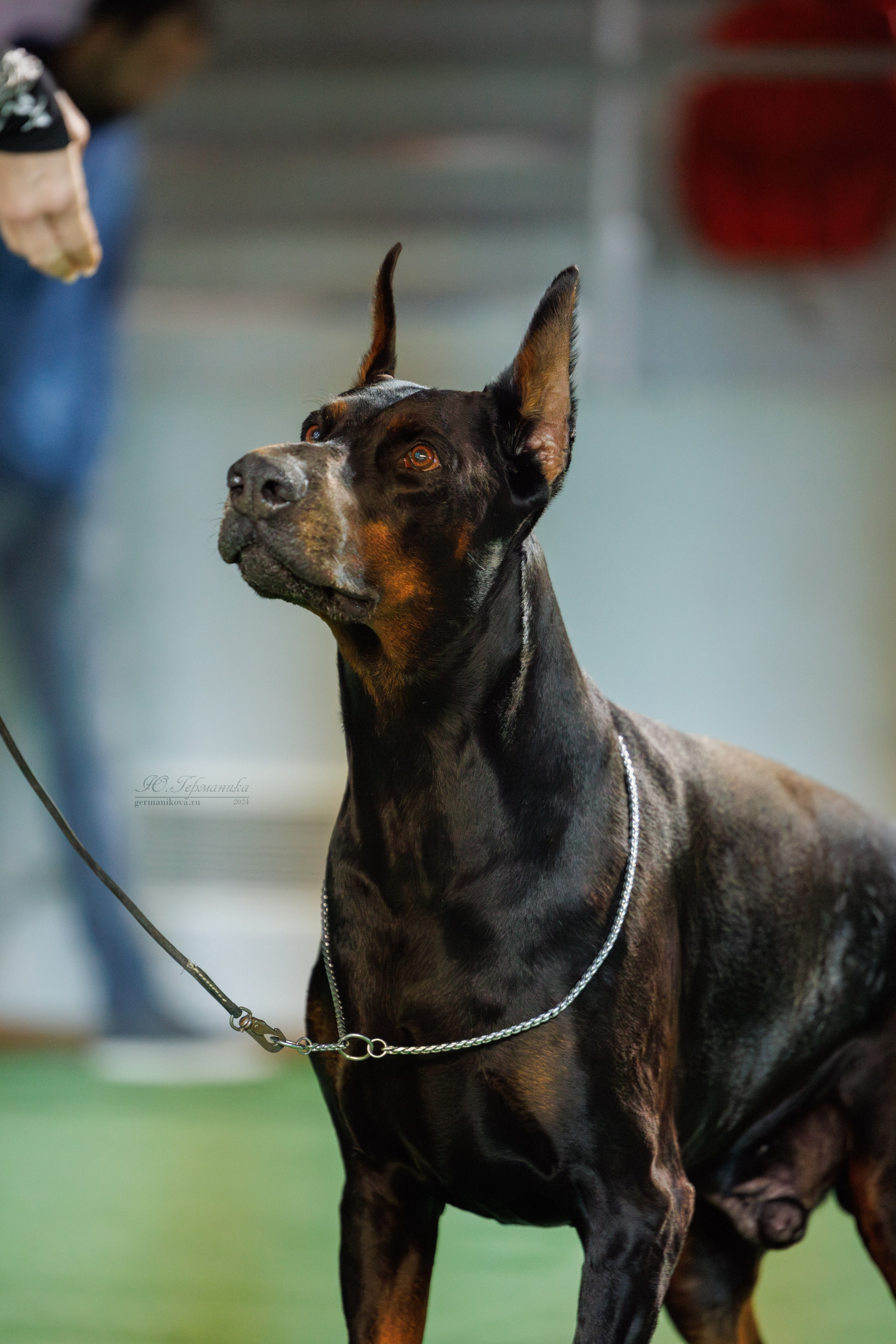Грузия,Телави 2хCACIB 19-20.10.2024. Фотограф-анималист Юлия Германика