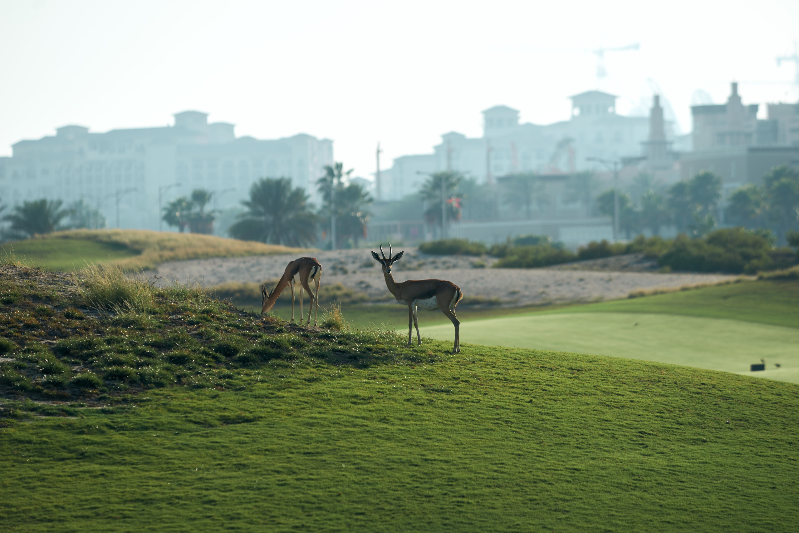 UAE GOLF. Фотограф Наталья Леонова