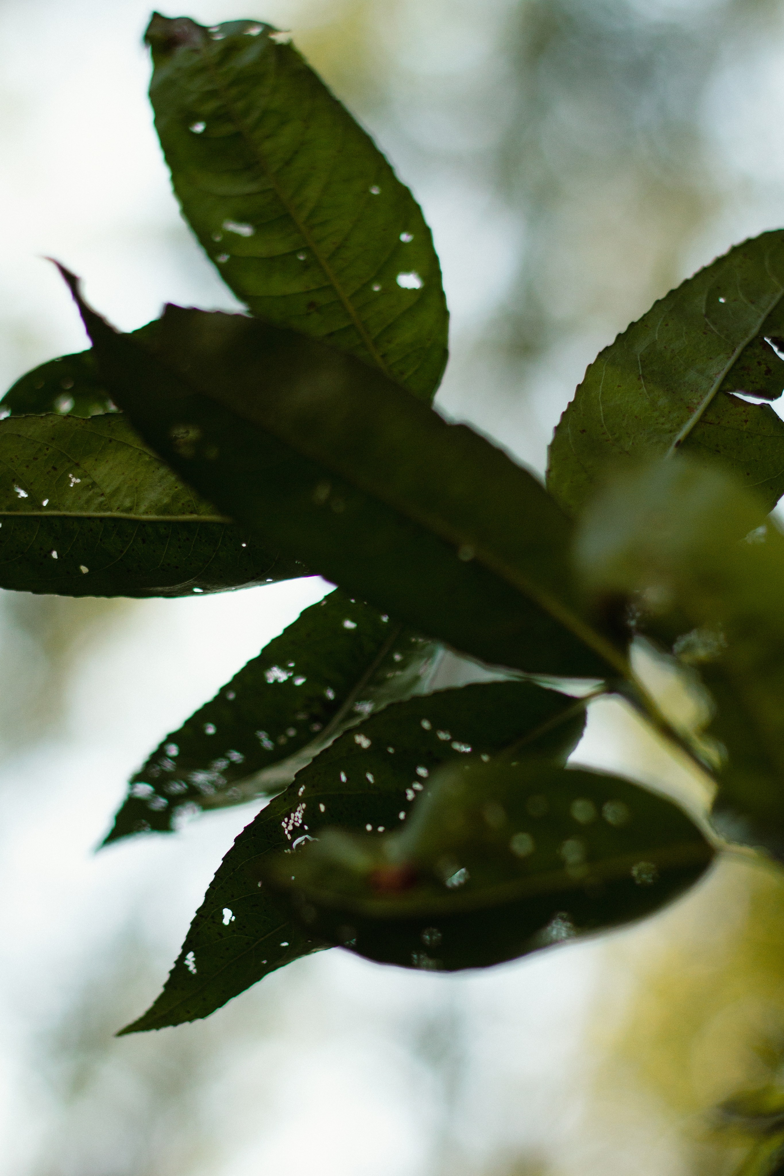 Природа. Фотограф Москва, портрет, стрит, репортаж. Художественная фотосессия