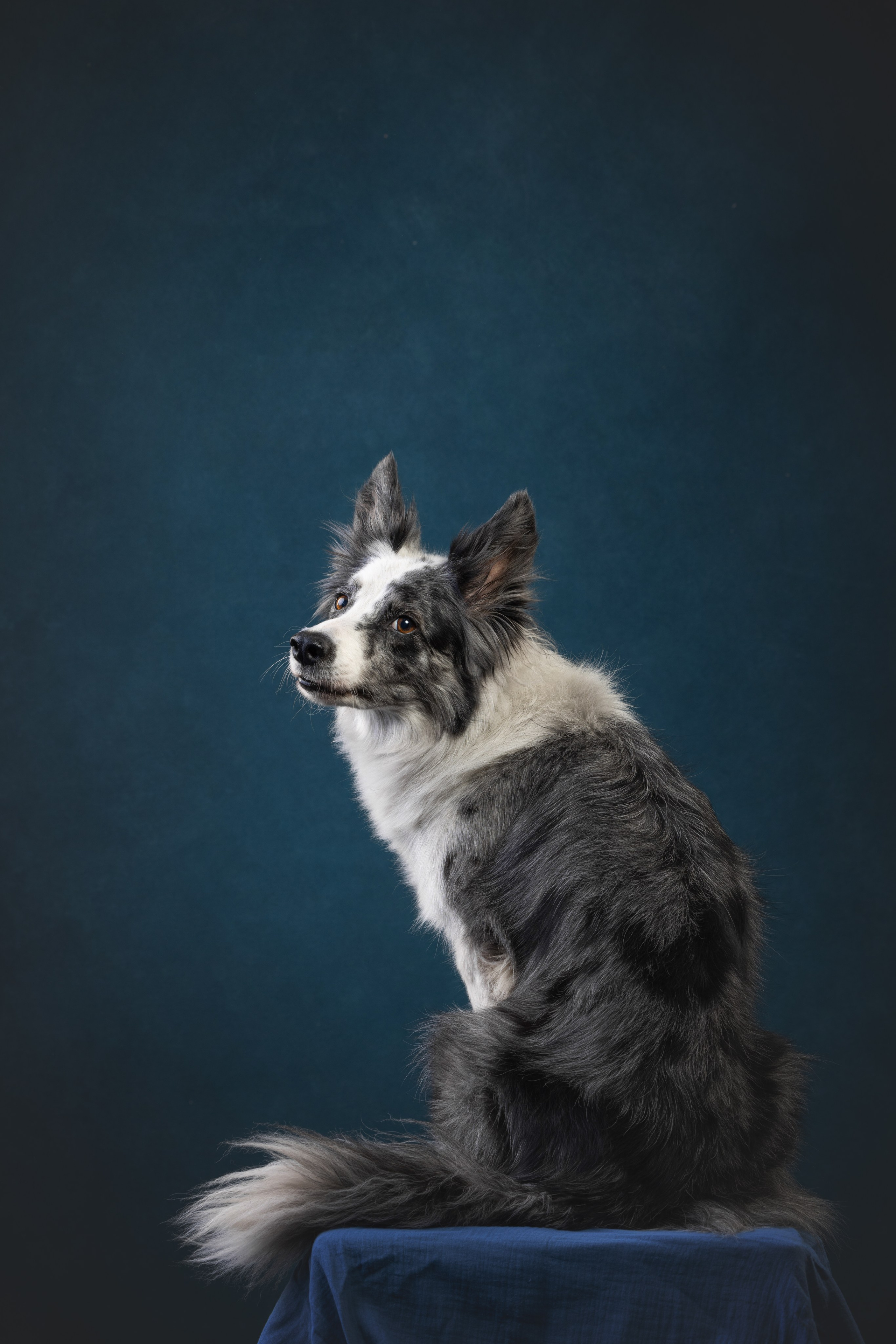 Бордер колли. Фотограф анималист Осипчикова Мария