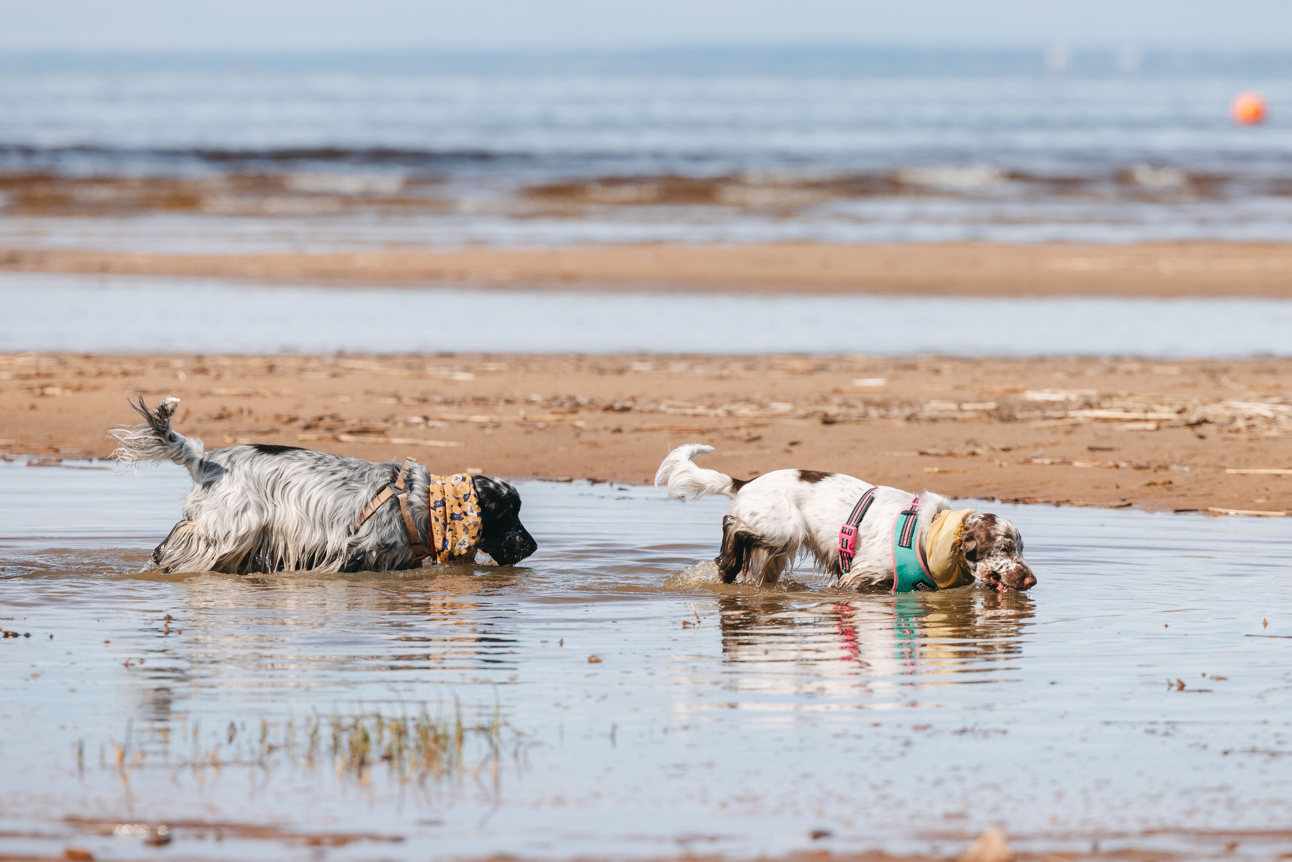 Спанимания. Фотограф анималист Осипчикова Мария