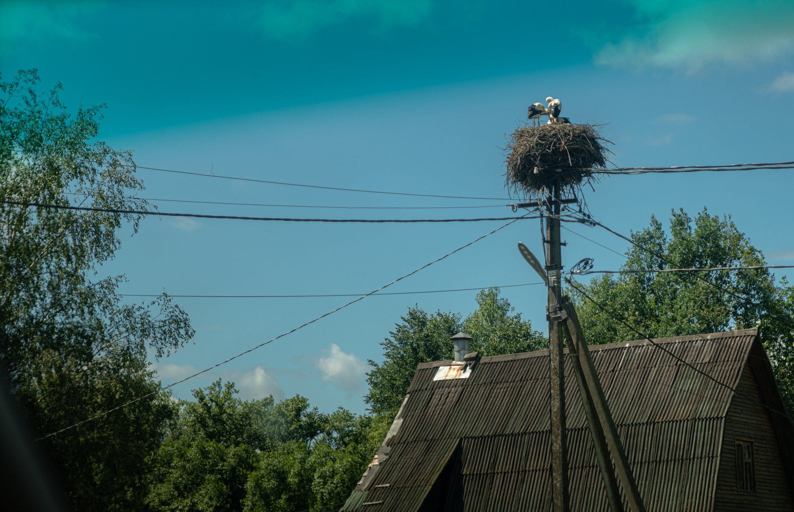 Land Rover Trip-9. Жуков Илья  свадебный фотограф в Москве