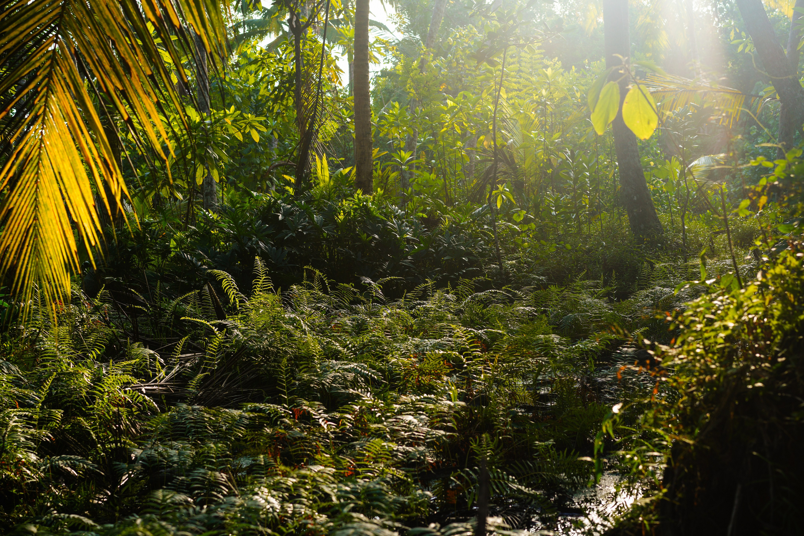 Остров Шри-Ланка. Фотограф Сергей Кишкель Дананг Нячанг Фукуок