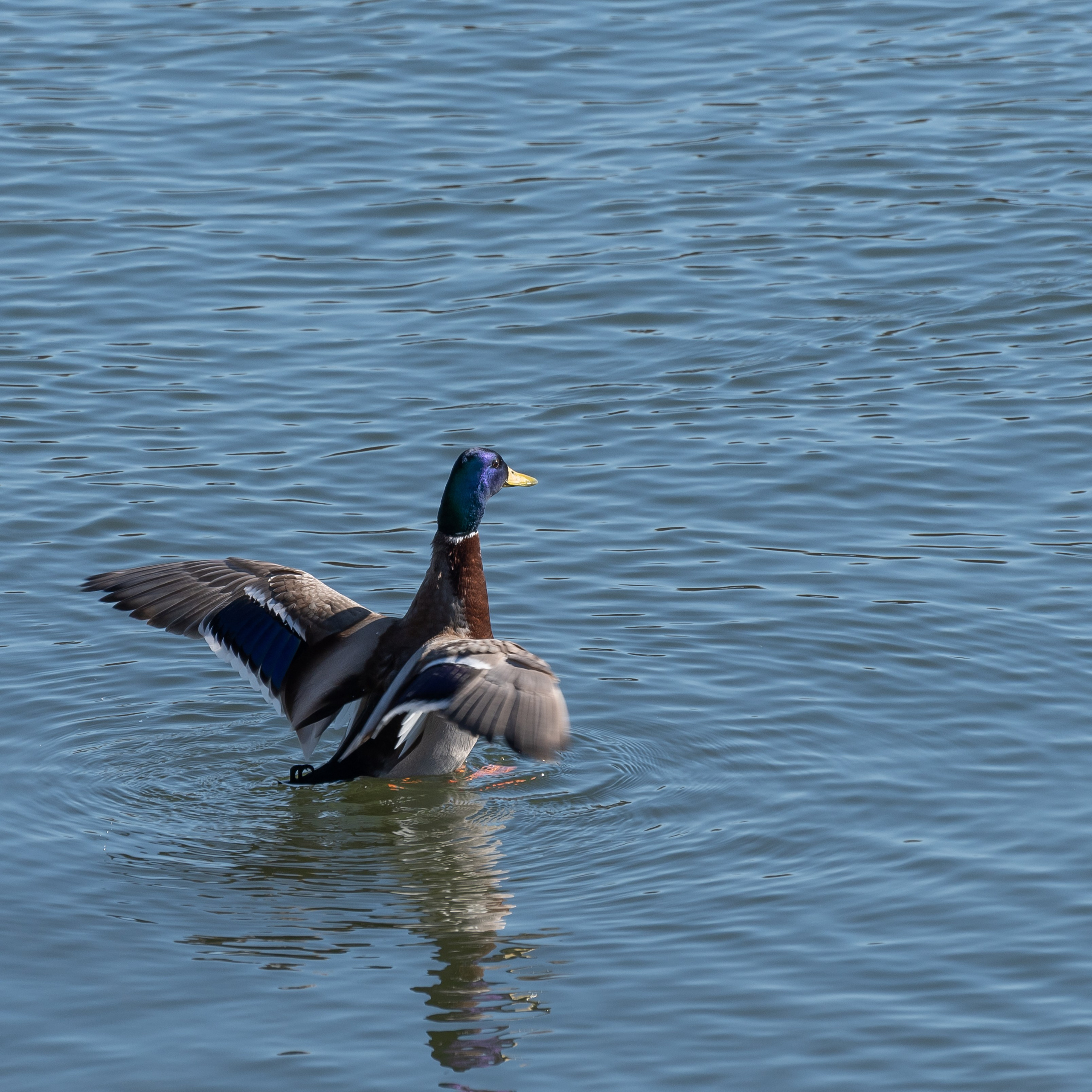 20220320 Коломенское. Дмитрий Ремизов. Фотография, как хобби