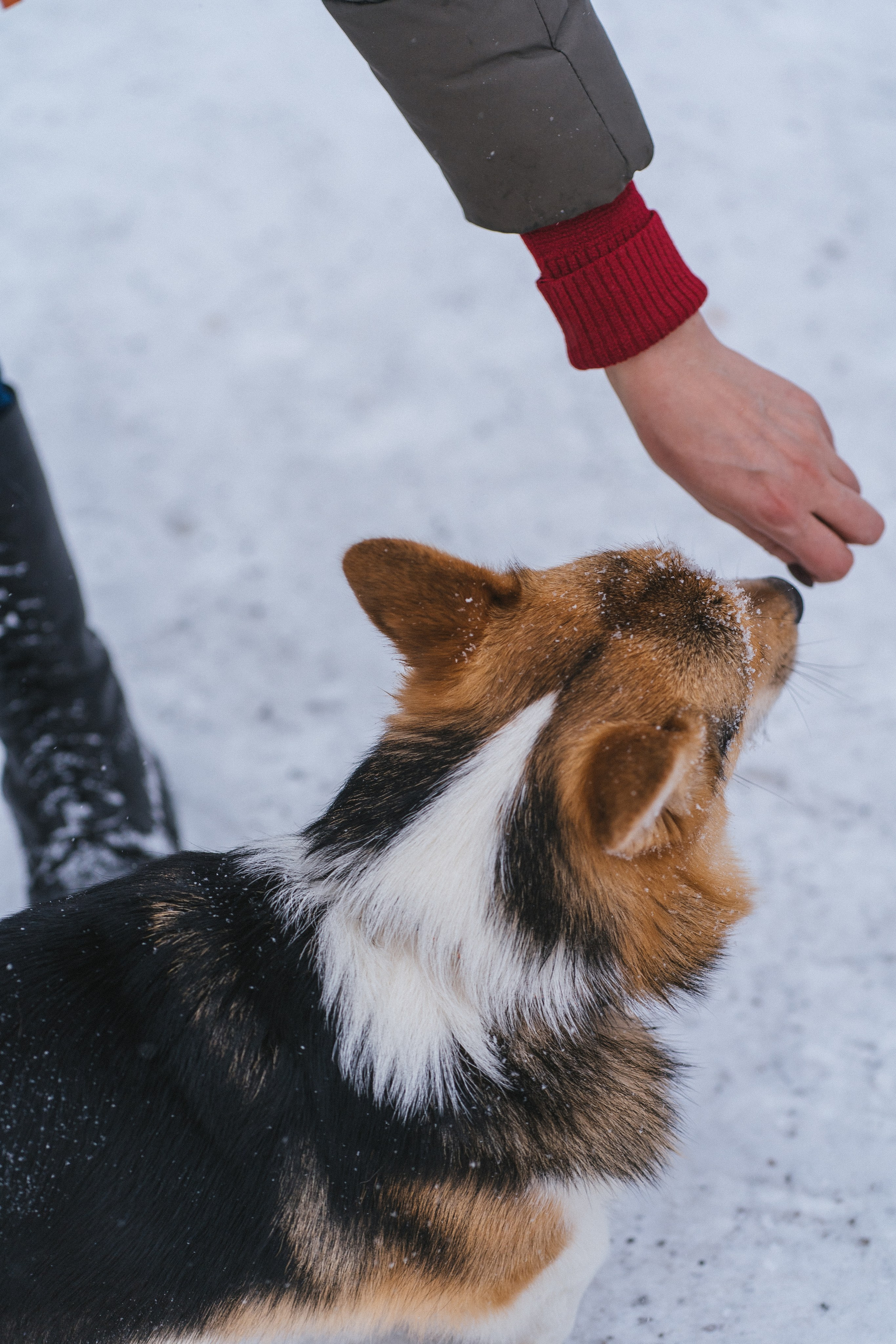 Каспер и Полина. Свадебный фотограф в Москве Анна Полушина