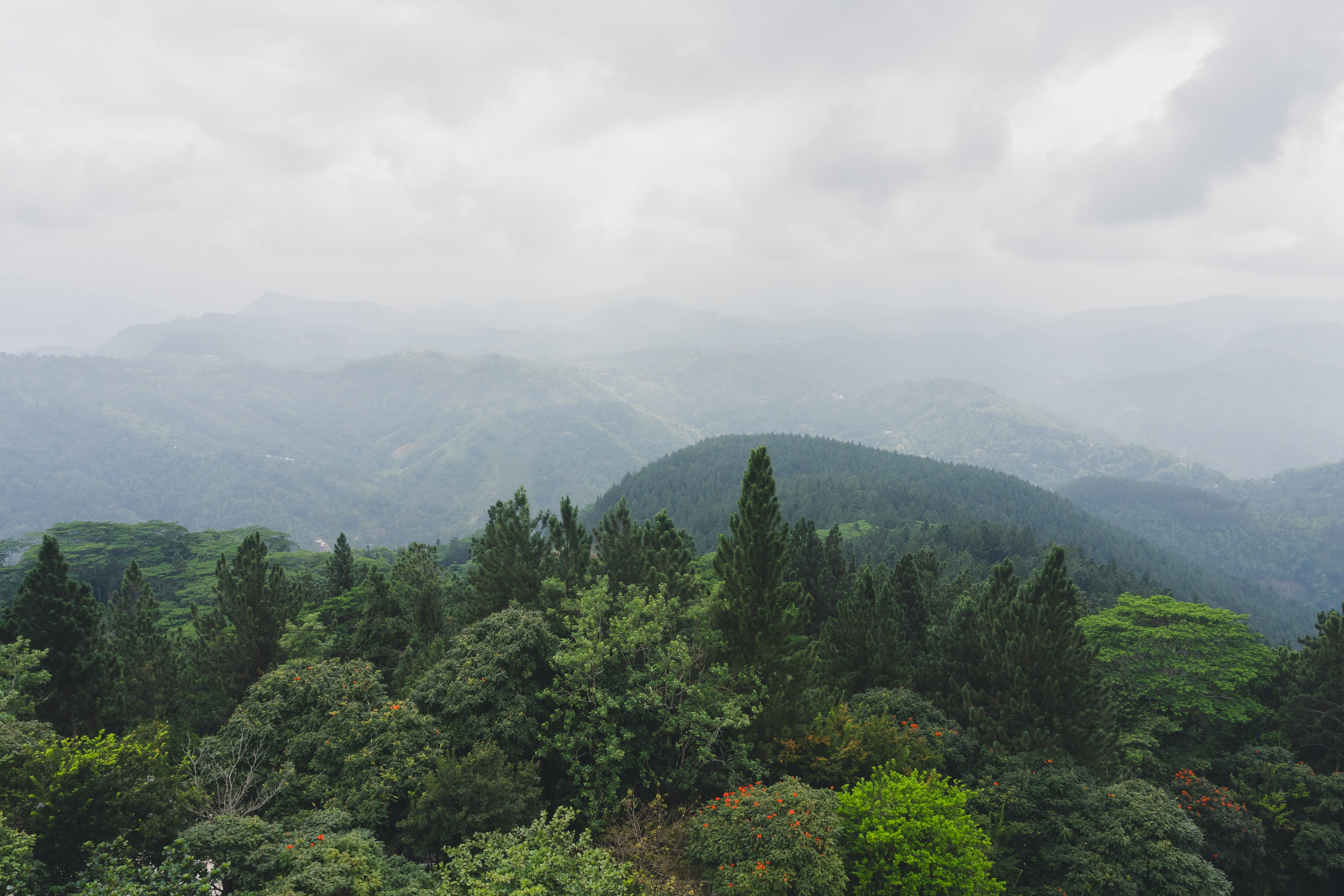 Шри-Ланка 2025. Легкая фотография