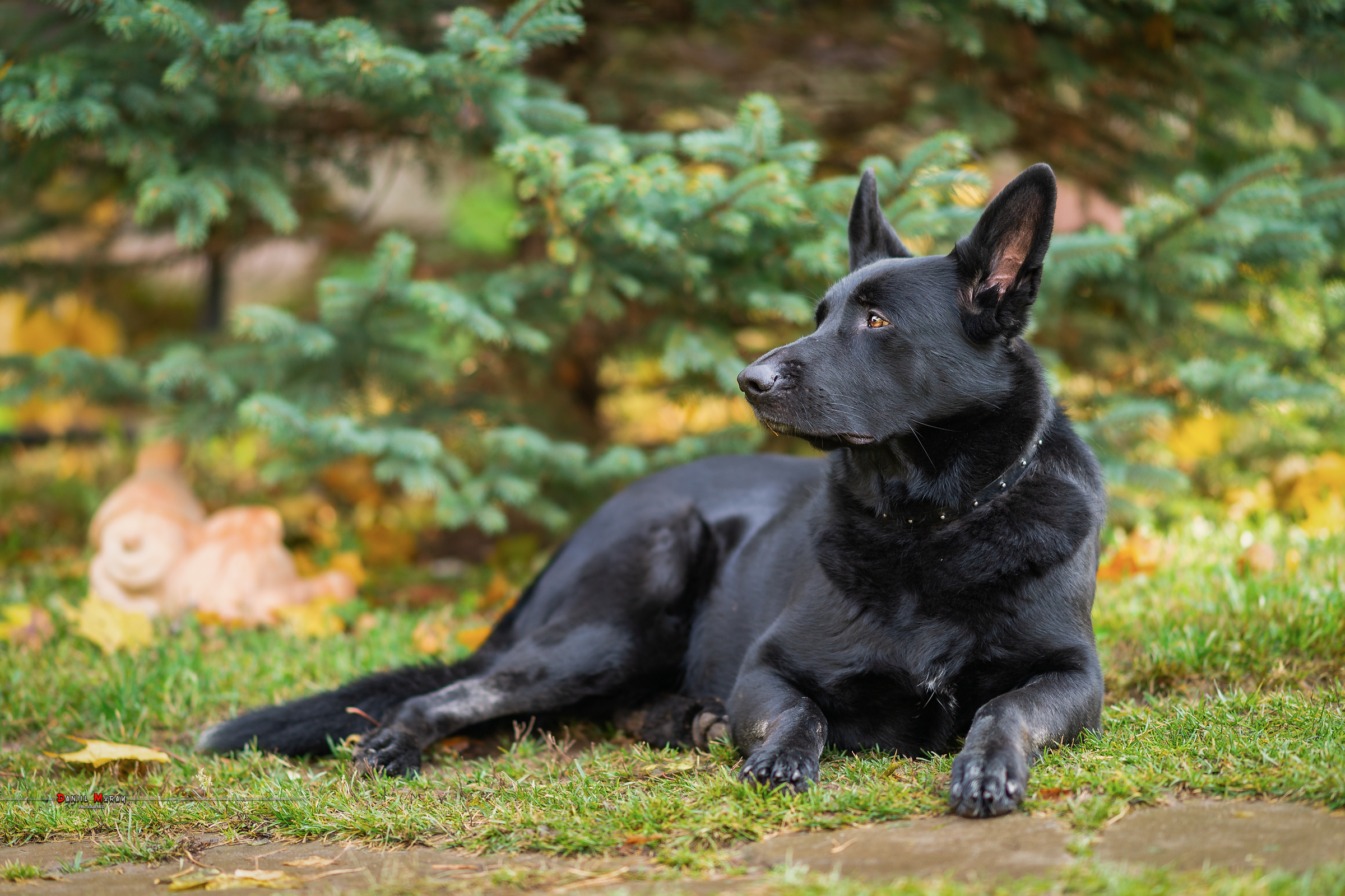 Даниил Мурай. Семейное фото. Мужской портрет. Женский портрет. Даниил Мурай — Фотограф Зеленоград- Аланья