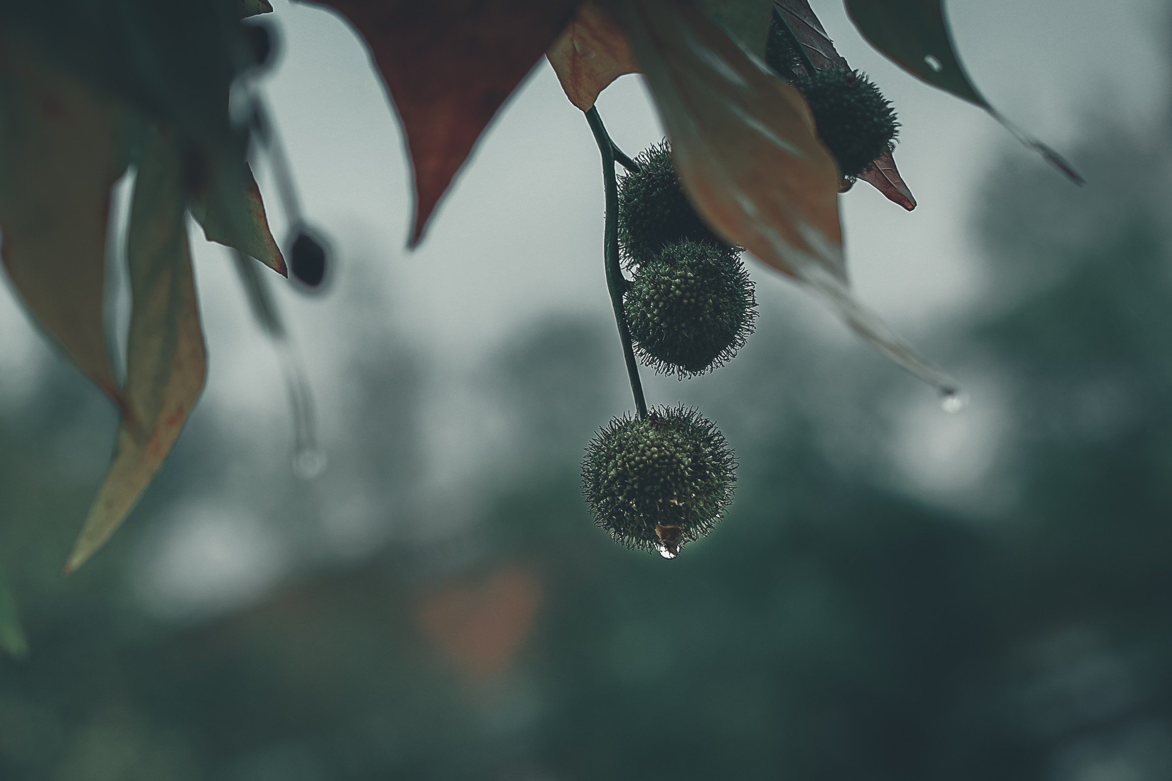 Пейзаж. Фотография как кино