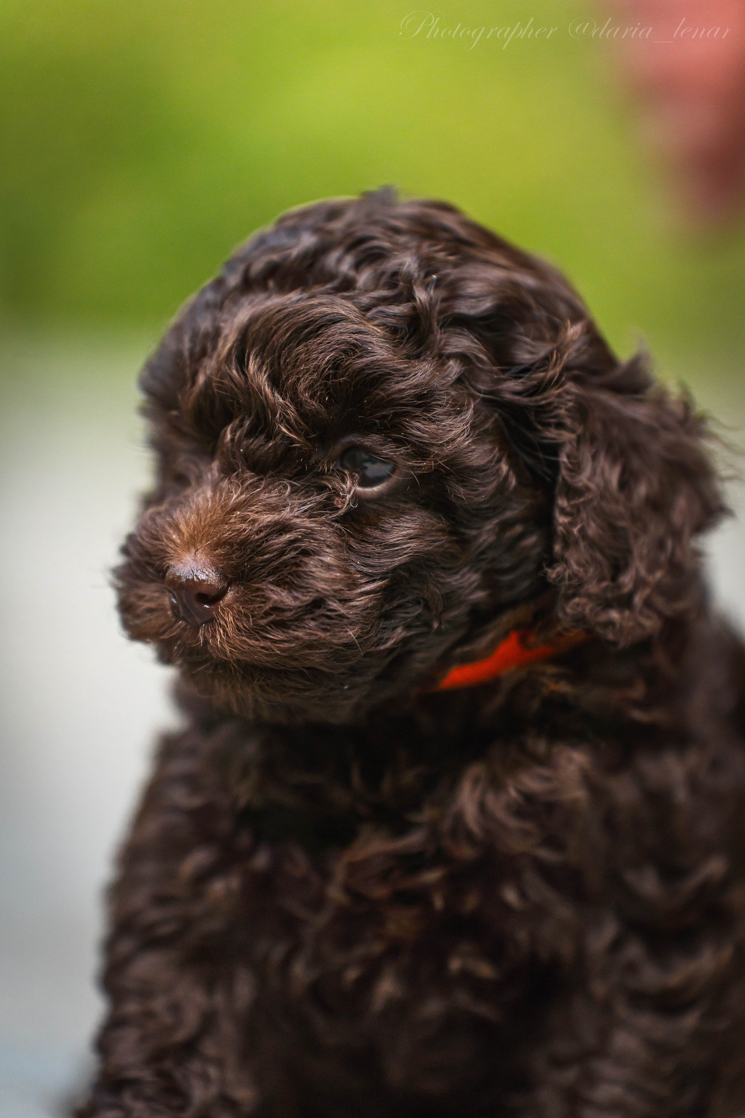 Питомник мини-пуделей. Фотограф в Москве Ленарская Дарья