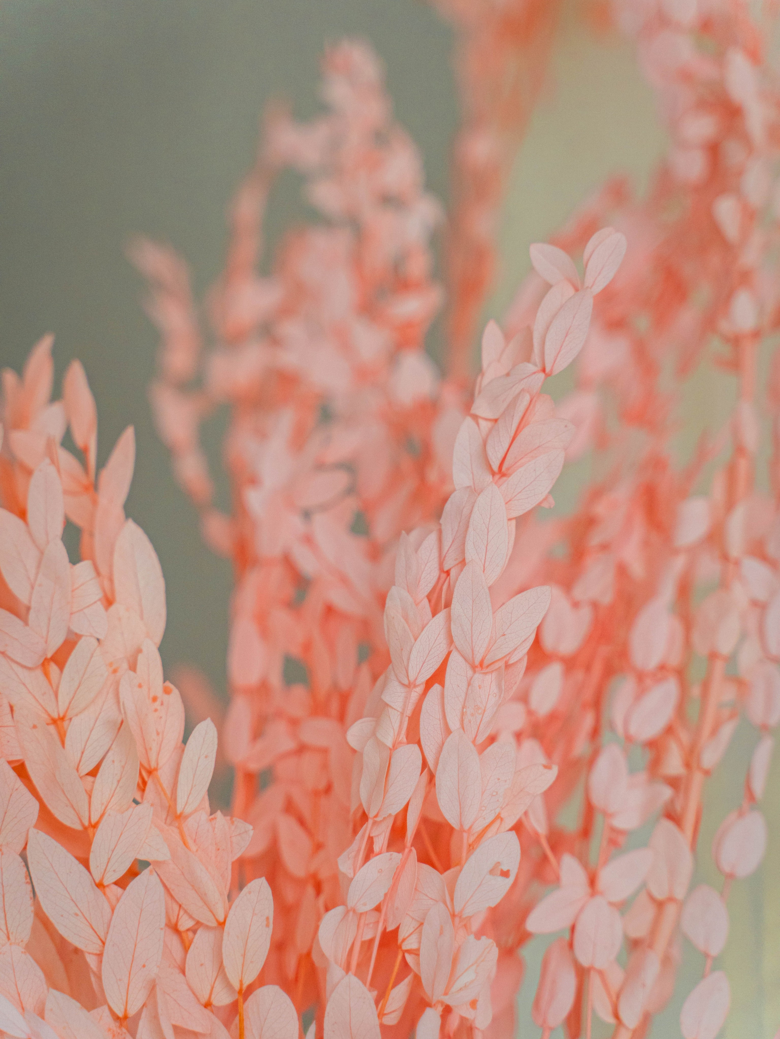 Сухоцветы. Фотограф в Москве Ленарская Дарья