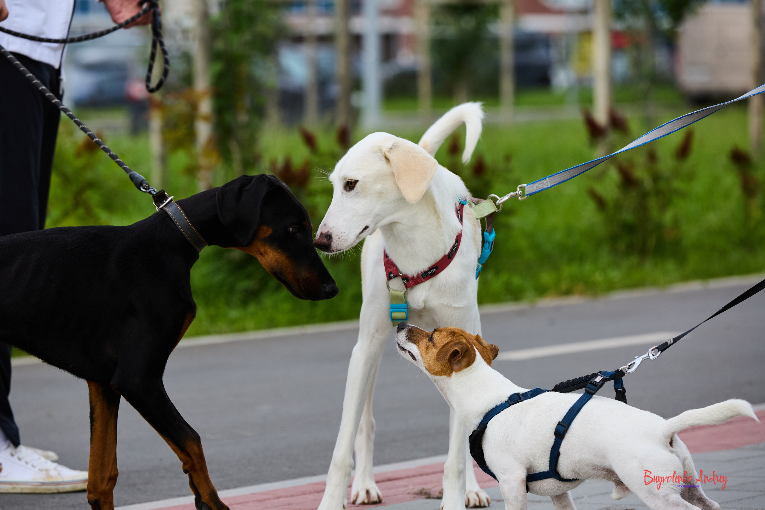 Проект фотопрогулка с хвостиком. Buyvolenko Andrey