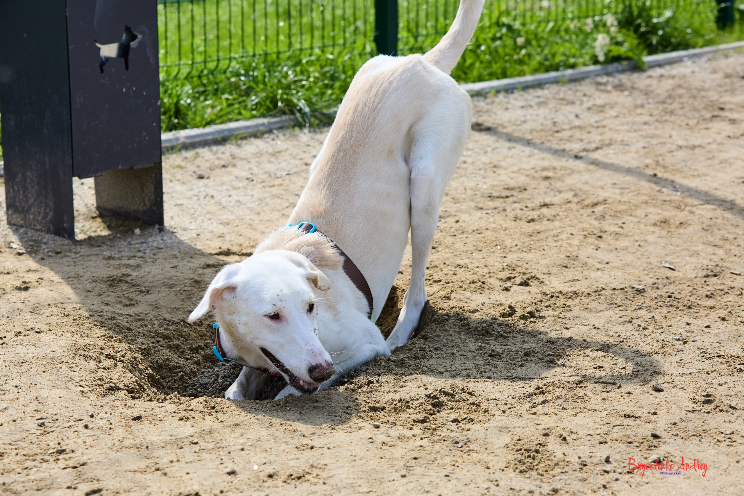 Проект фотопрогулка с хвостиком. Buyvolenko Andrey