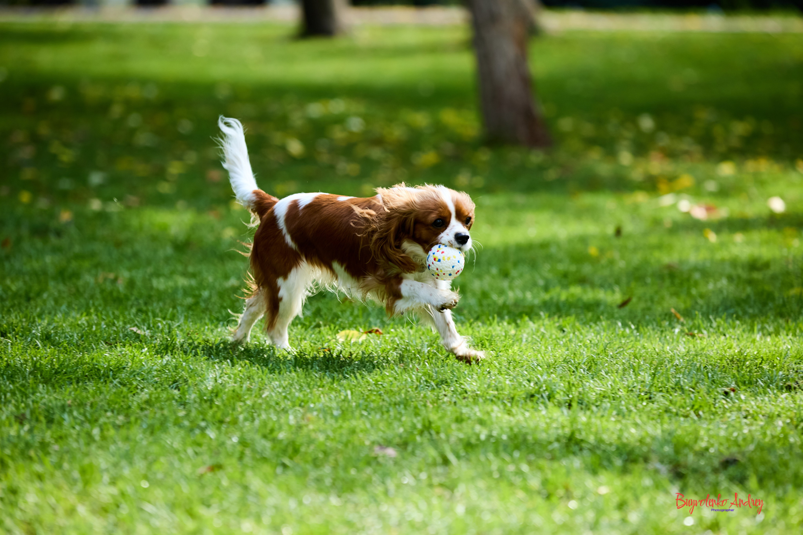 Фотопрогулка с кавалерами. Buyvolenko Andrey