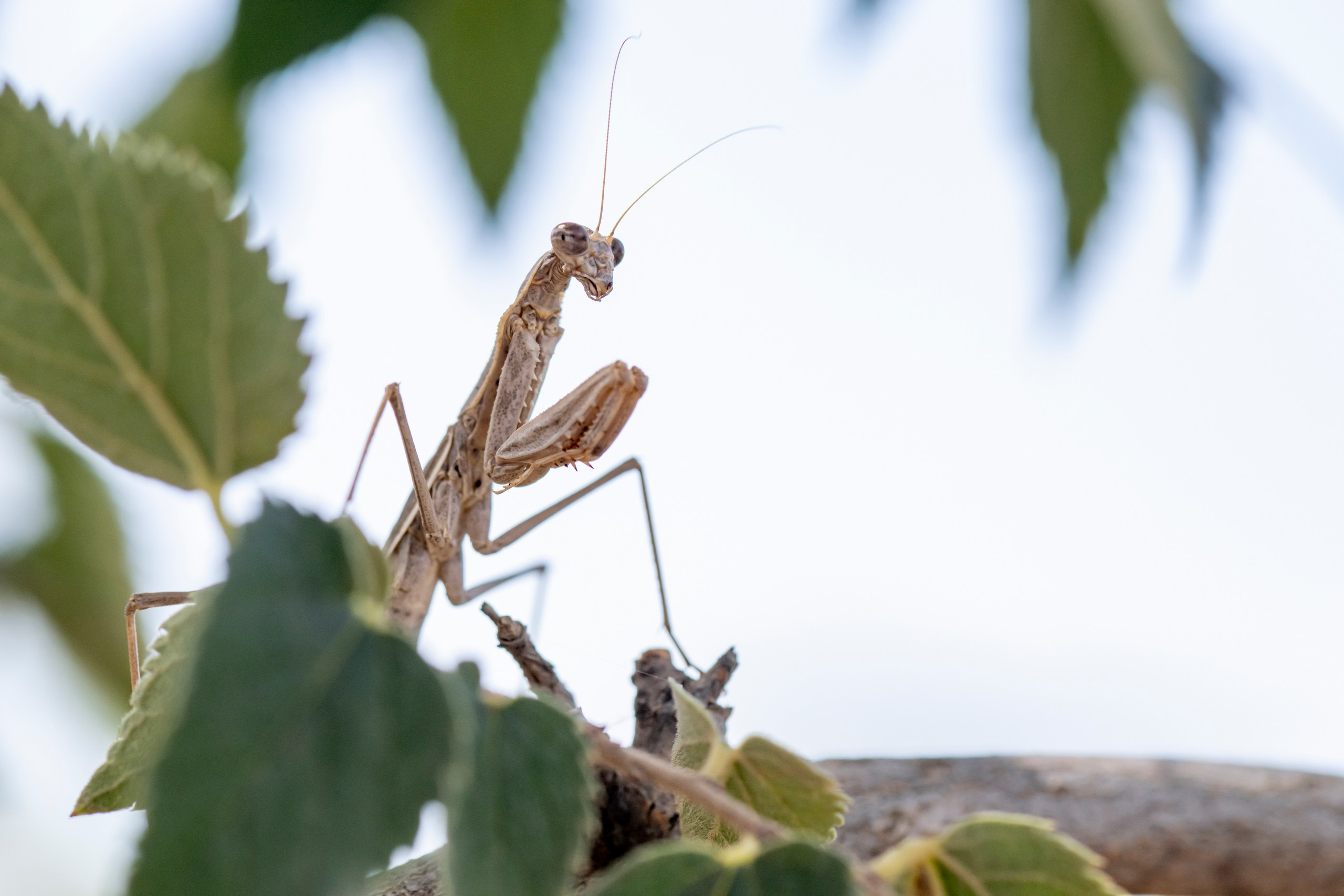 Природа Дагестана, сентябрь 2024. Foto-Zuev фотография как искусство