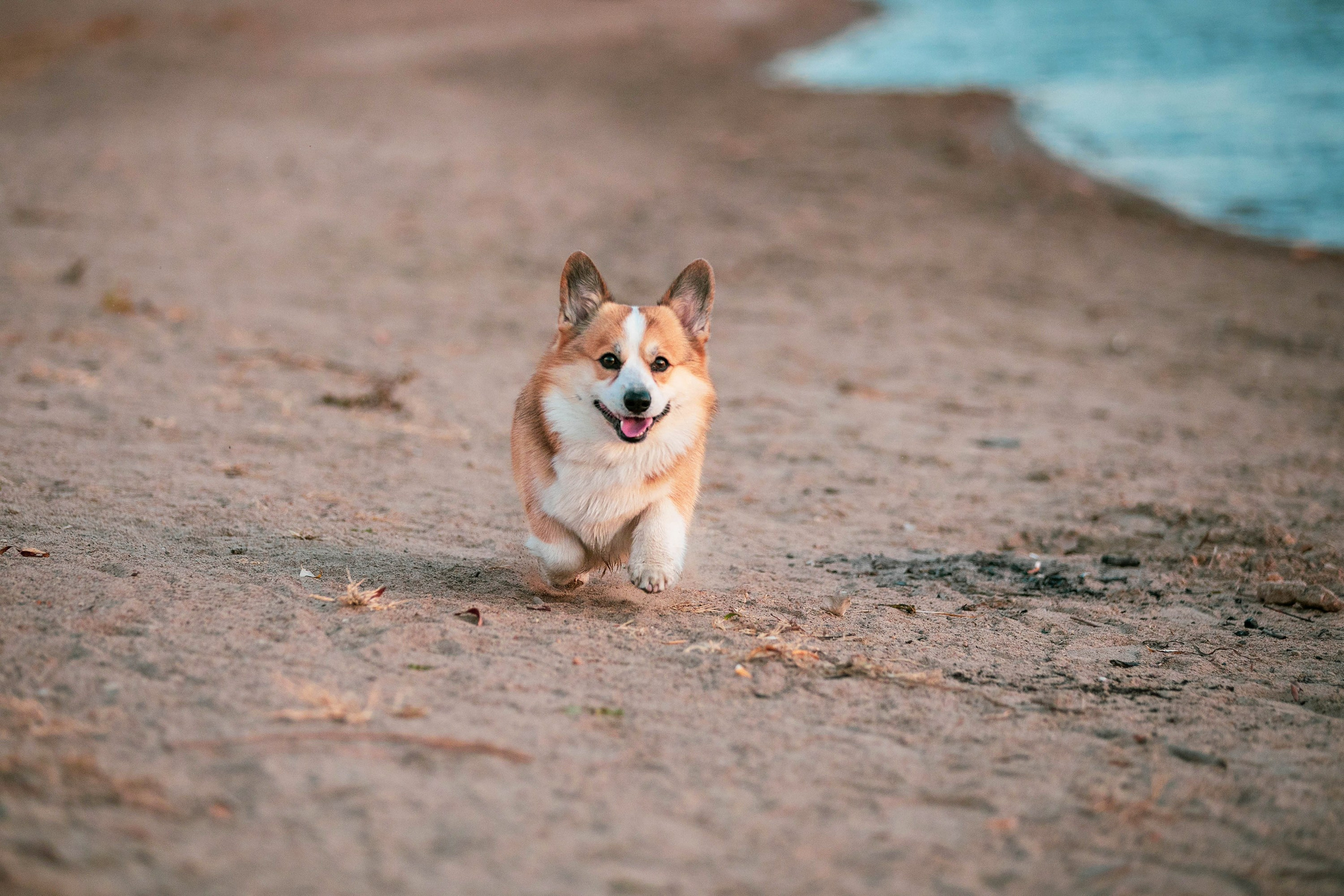 Выездная съёмка с естественным светом. Фотограф-анималист в Омске Екатерина Маричева