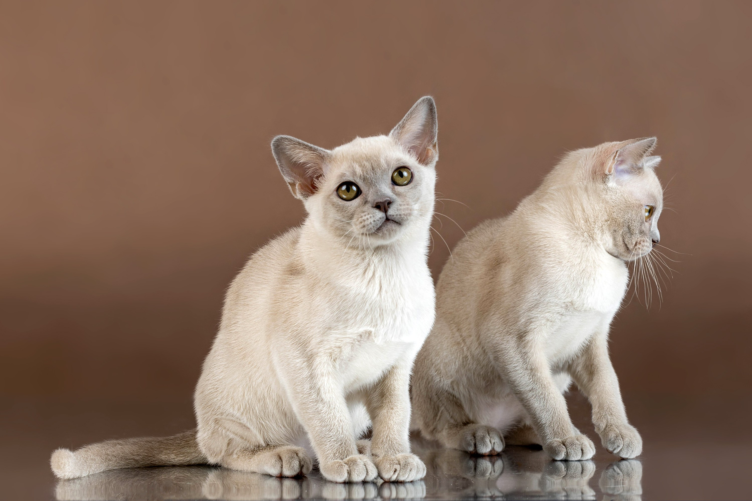 Стендовая съёмка на выставках кошек. Фотограф-анималист в Омске Екатерина Маричева