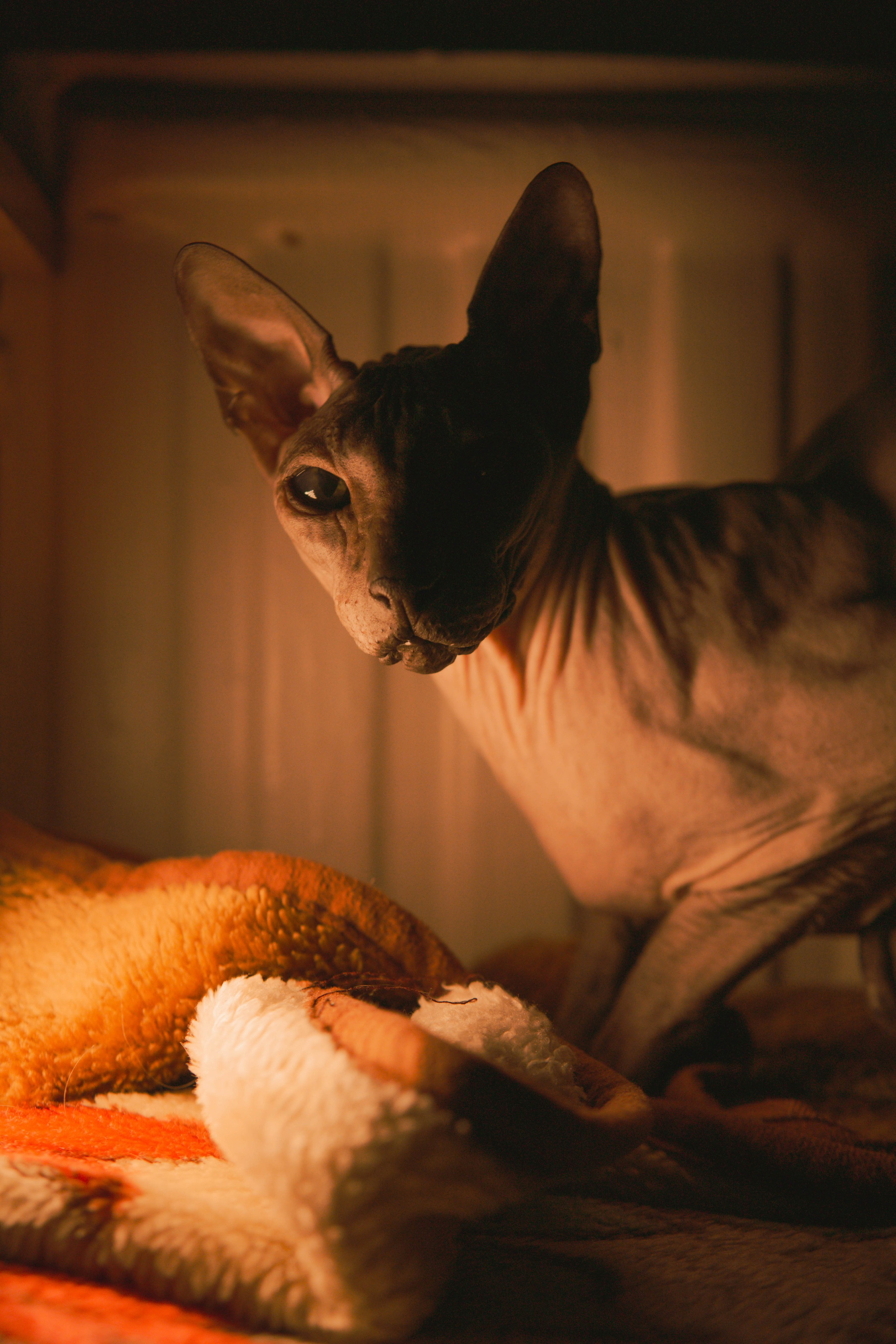 Бандит. Фотограф-анималист Ксения Воробьева, Москва