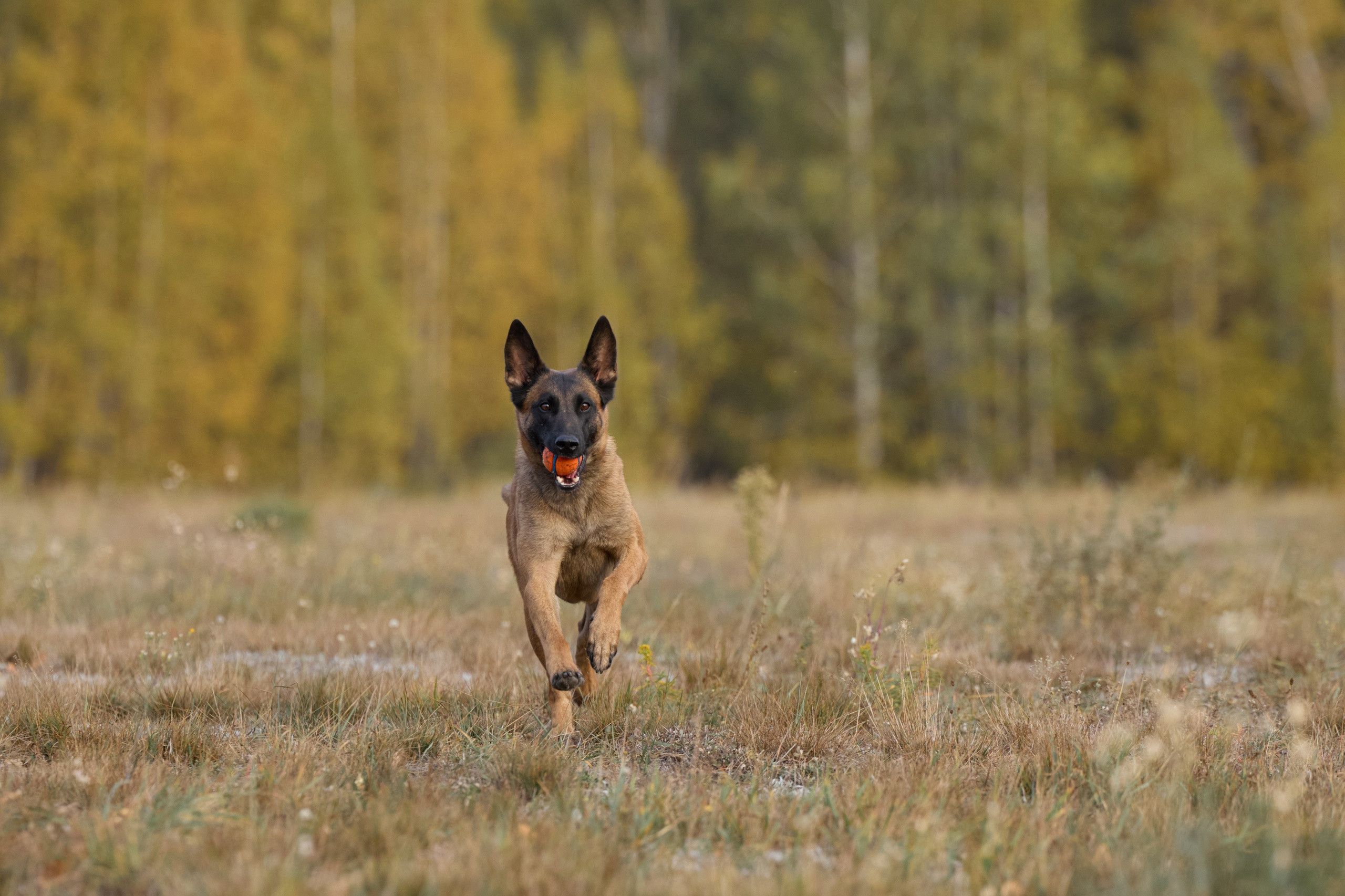 Семейная история. Фотограф анималист в Казани Алина Сулейманова. Фотограф животных