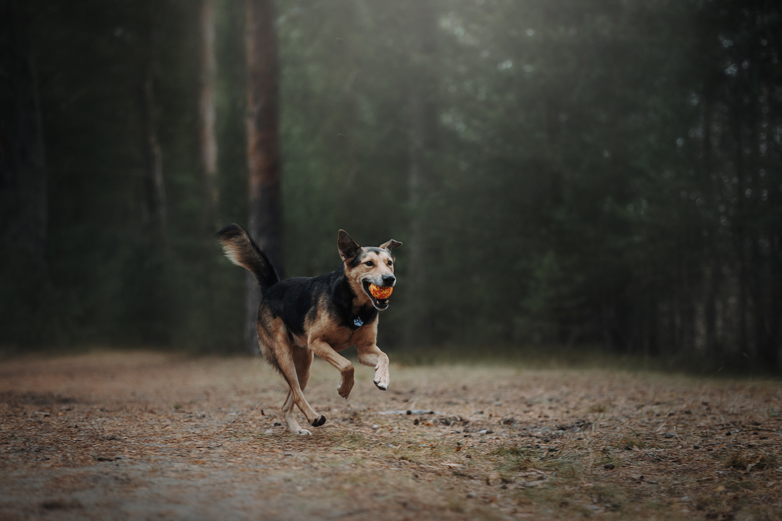 Наталья и Того. Фотограф — Анималист | Санкт-Петербург