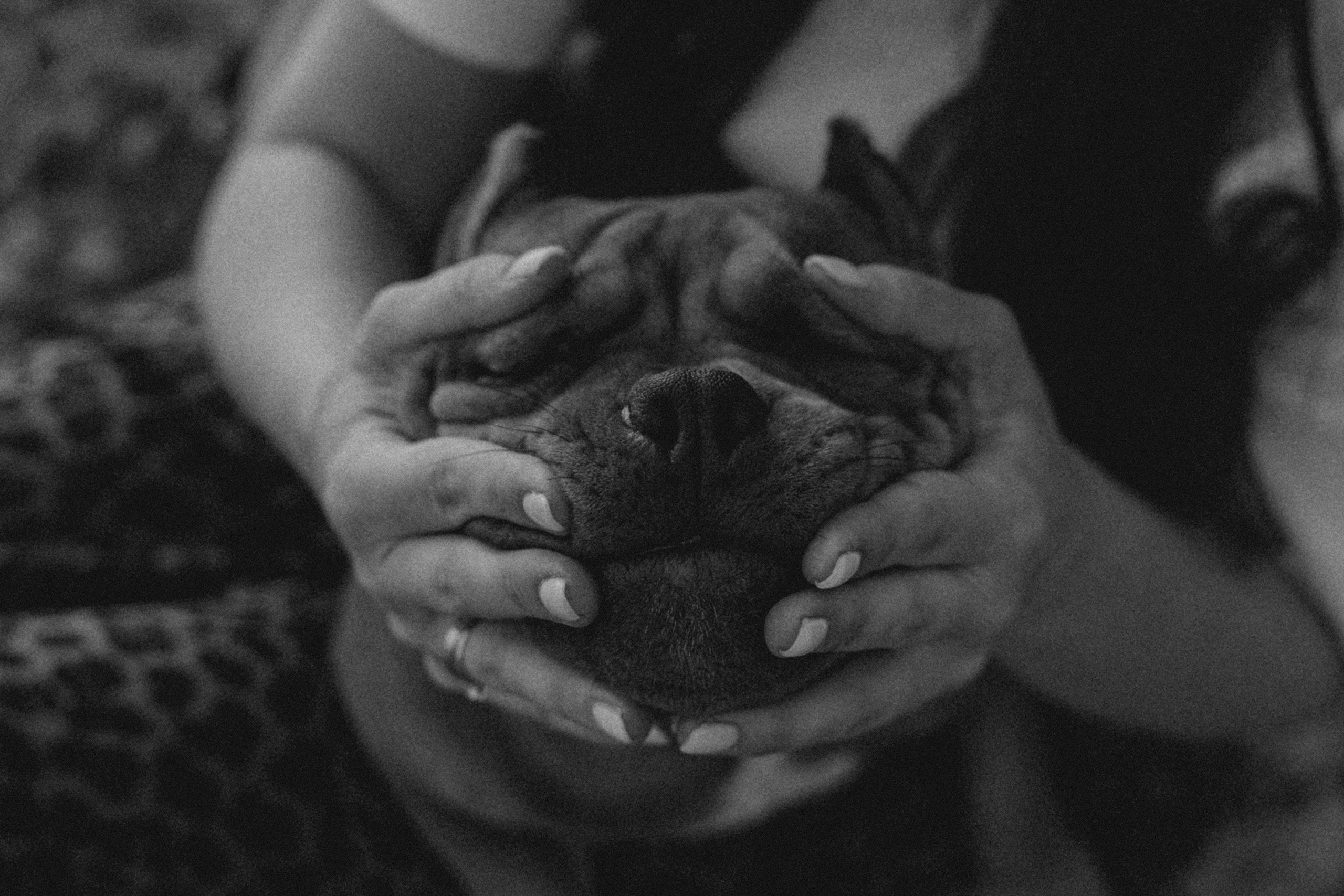 Кристина и Эфи. Фотограф анималист в Москве и Санкт-Петербурге Свиридова Анна