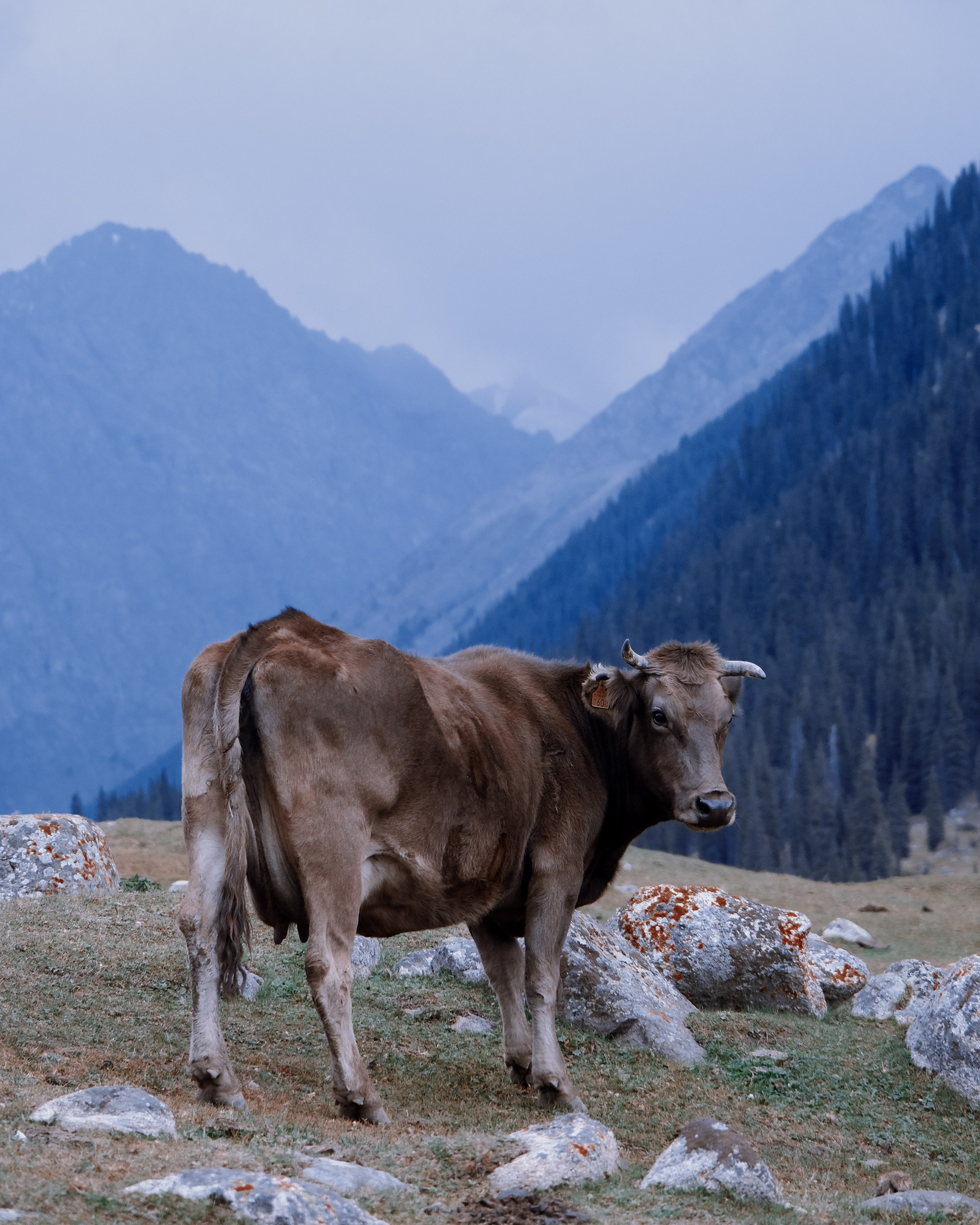 Кыргызстан. Фотограф Дмитрий Олрайт | Калуга, Россия