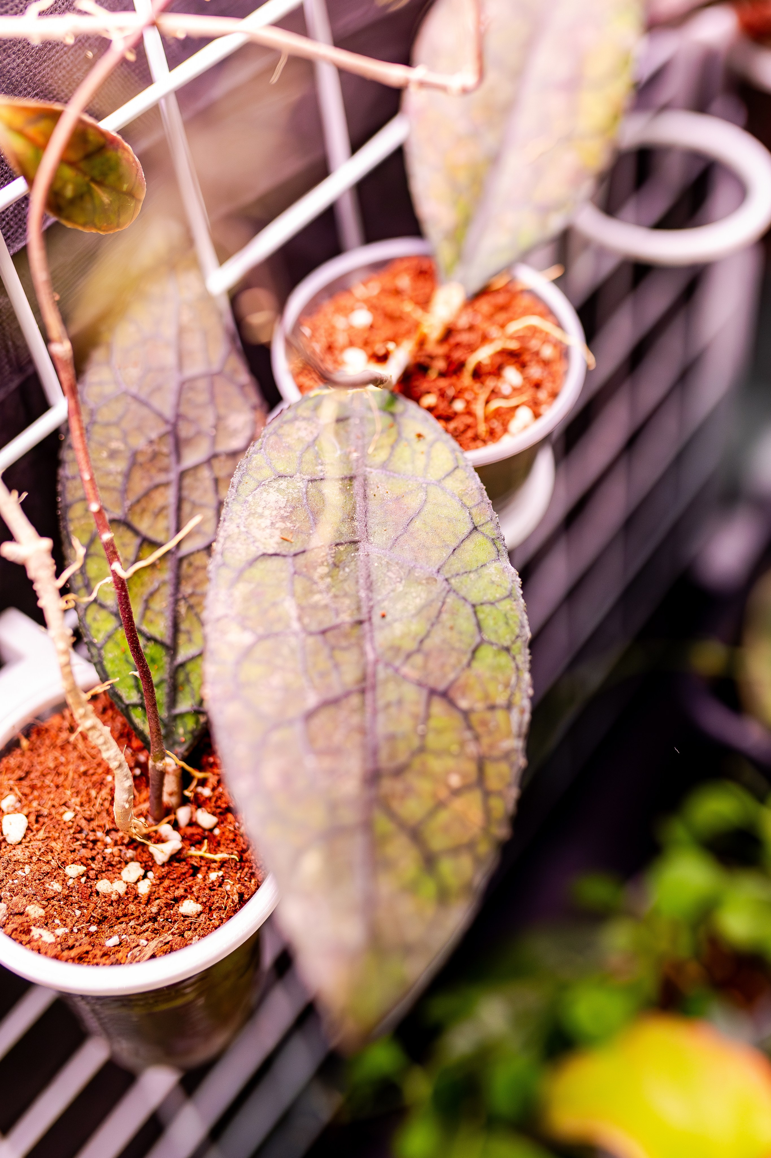 Монстериум апрель 2026. Александра Куликова фотограф, Москва