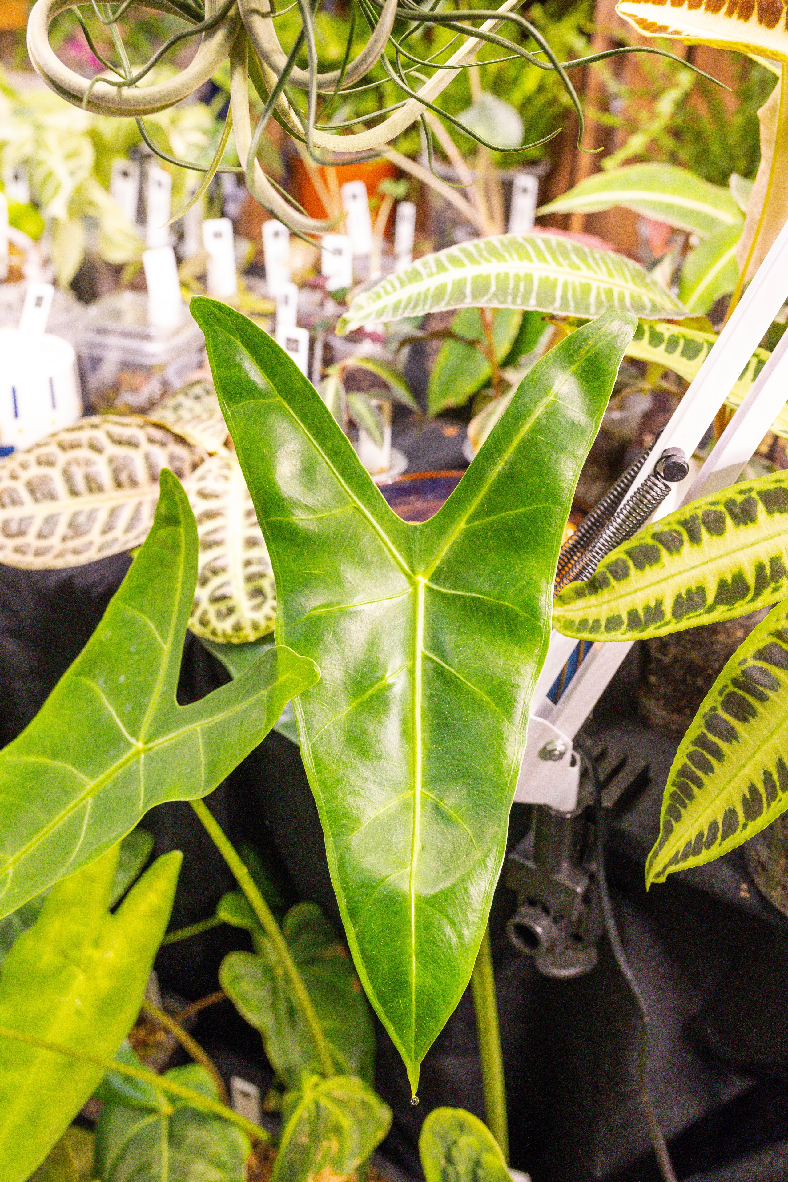 Монстериум 11–12 октября. Александра Куликова фотограф, Москва