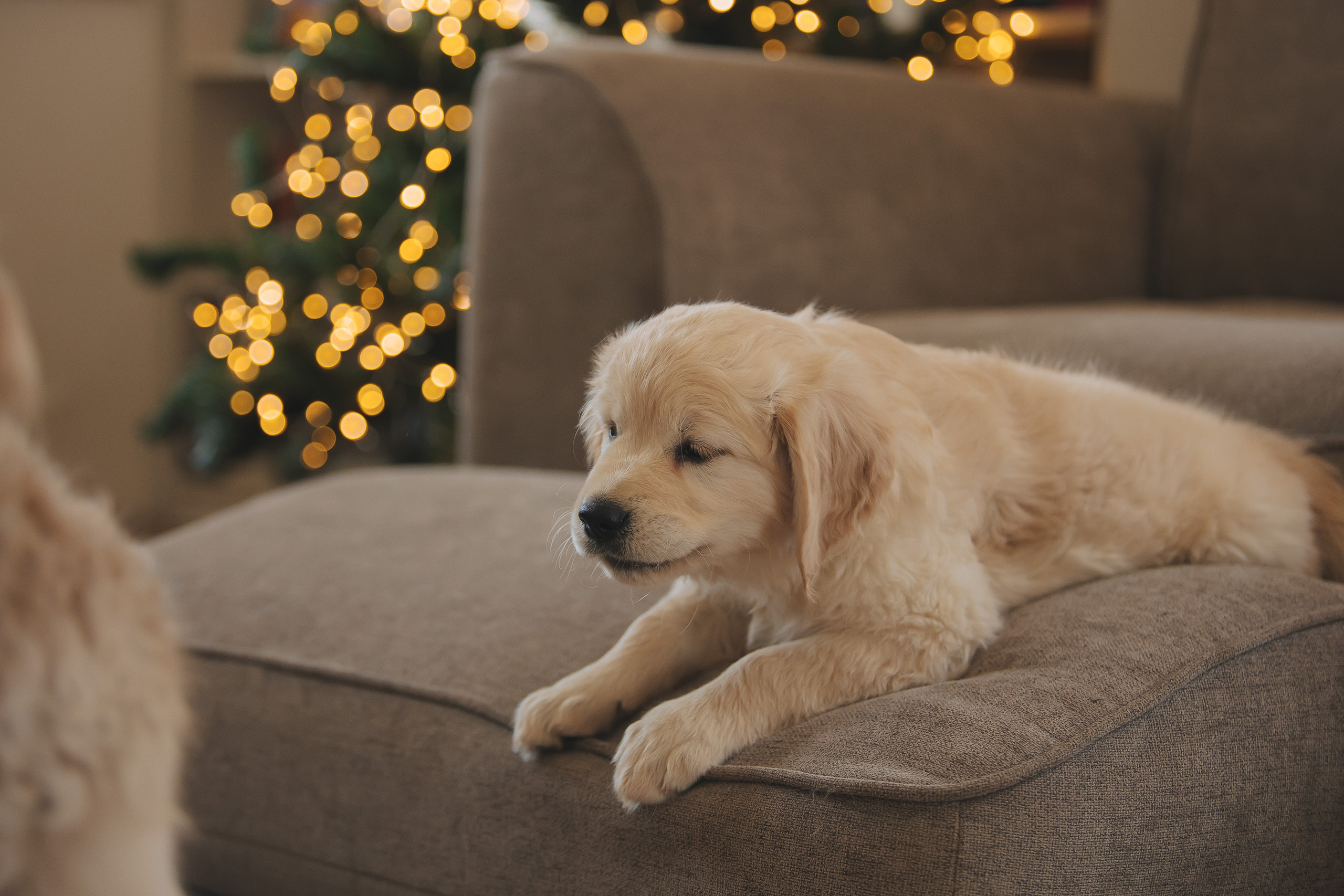 Снежик и Веста, НГ. Свадебный и женский фотограф