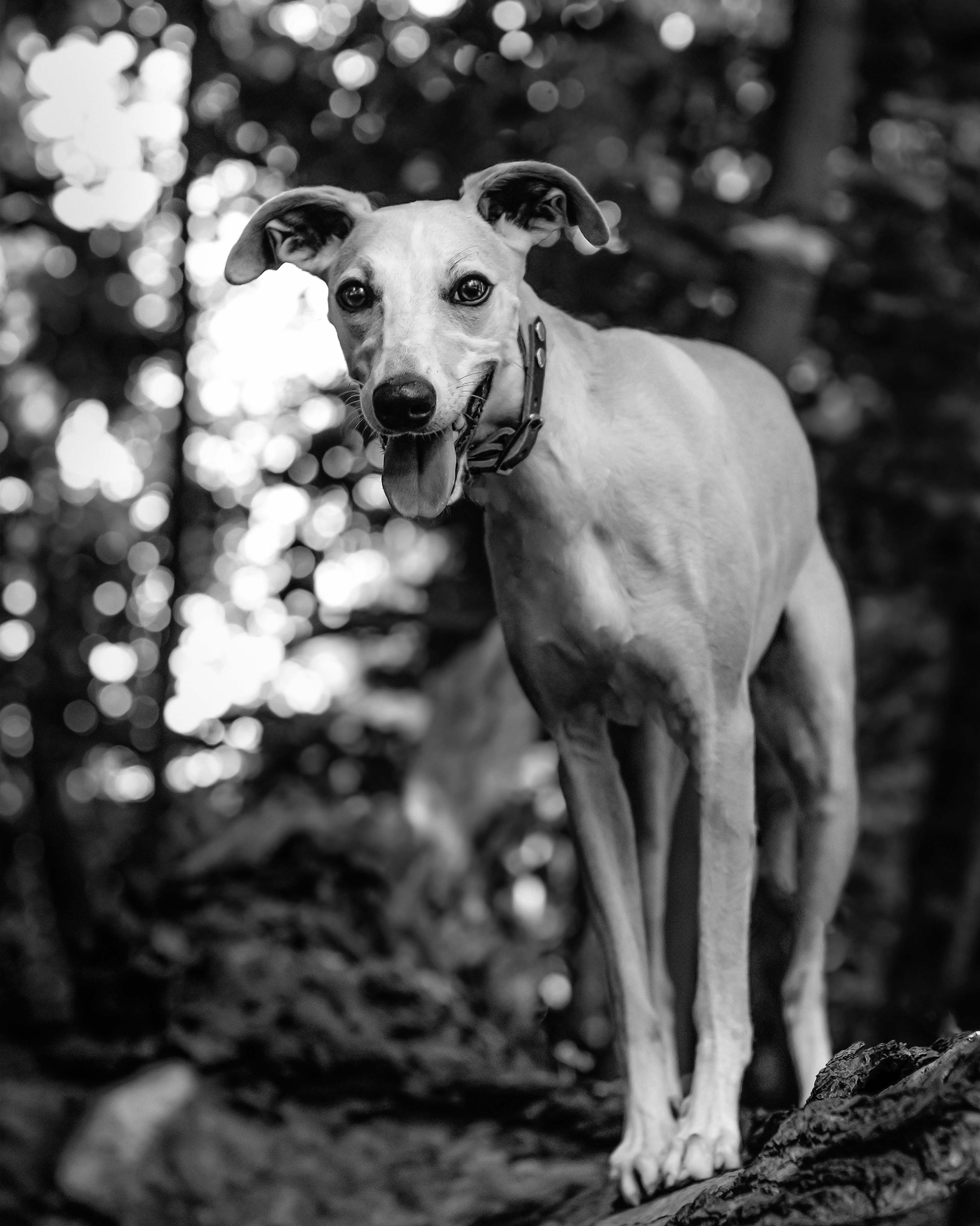 Портреты питомцев. Фотограф и видеограф в Минске Мария Войтик